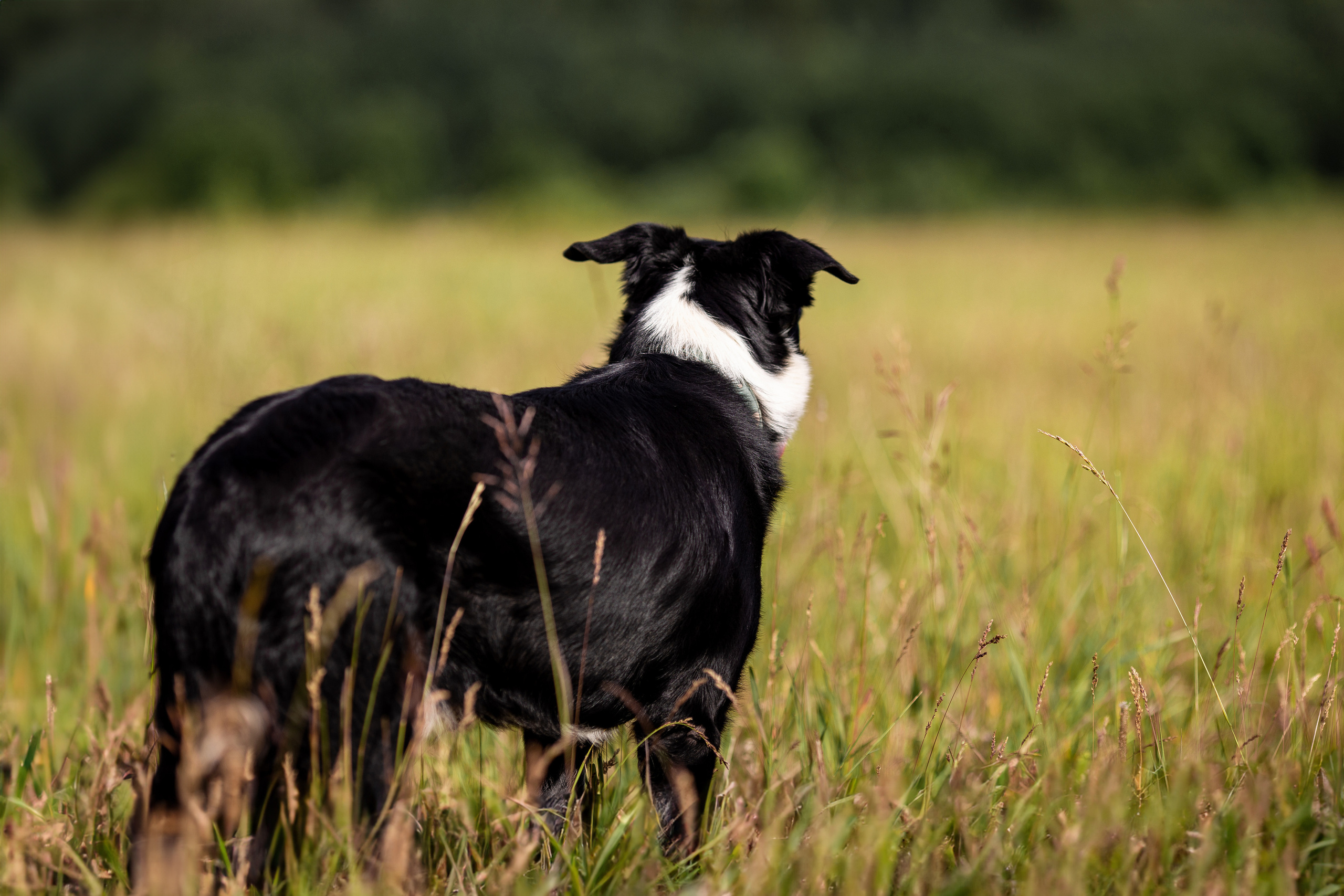 Пастьба. Фотограф Анималист в Перми Анастасия Остерман
