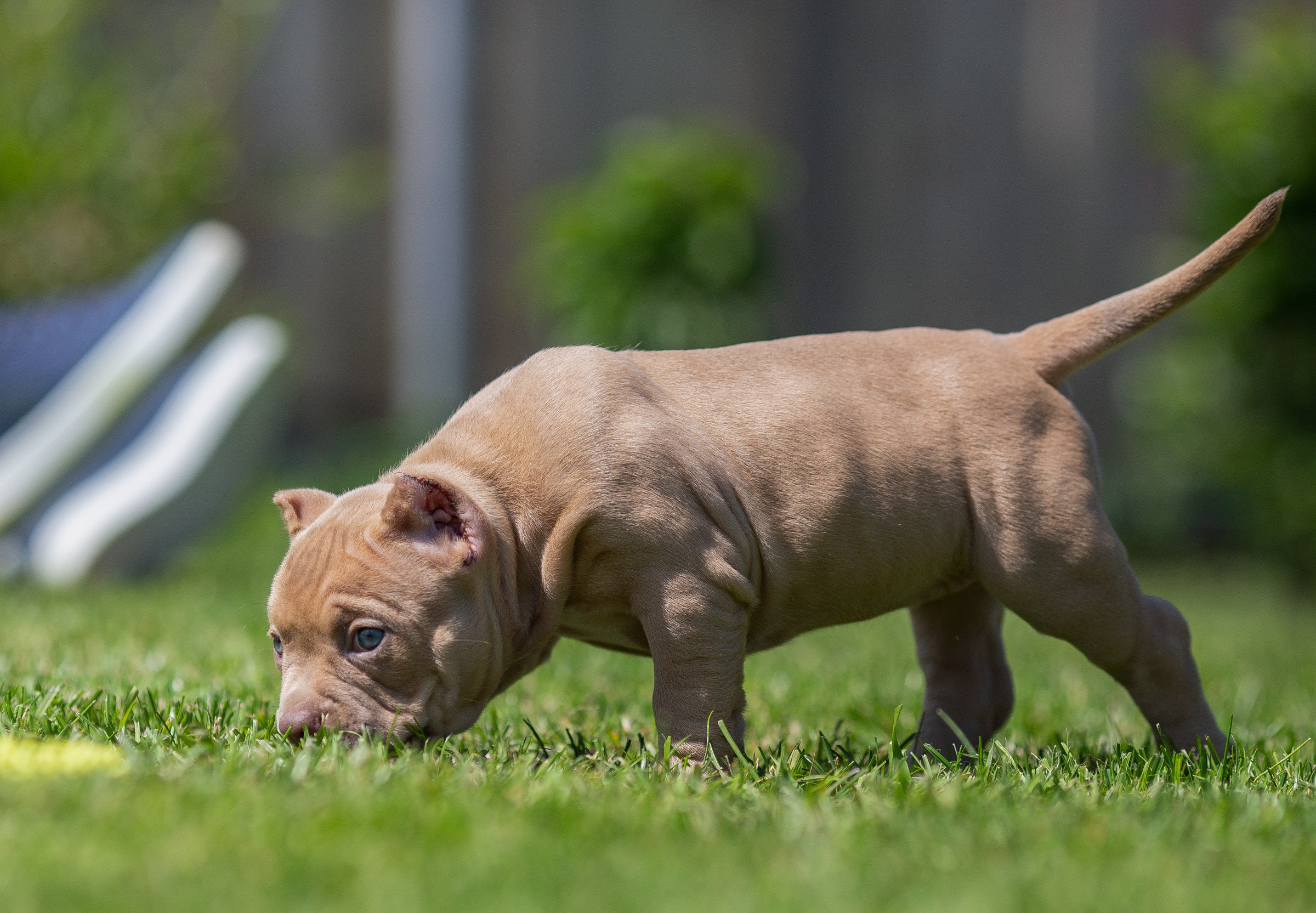 Малыши Булли. Фотограф Анималист в Перми Анастасия Остерман