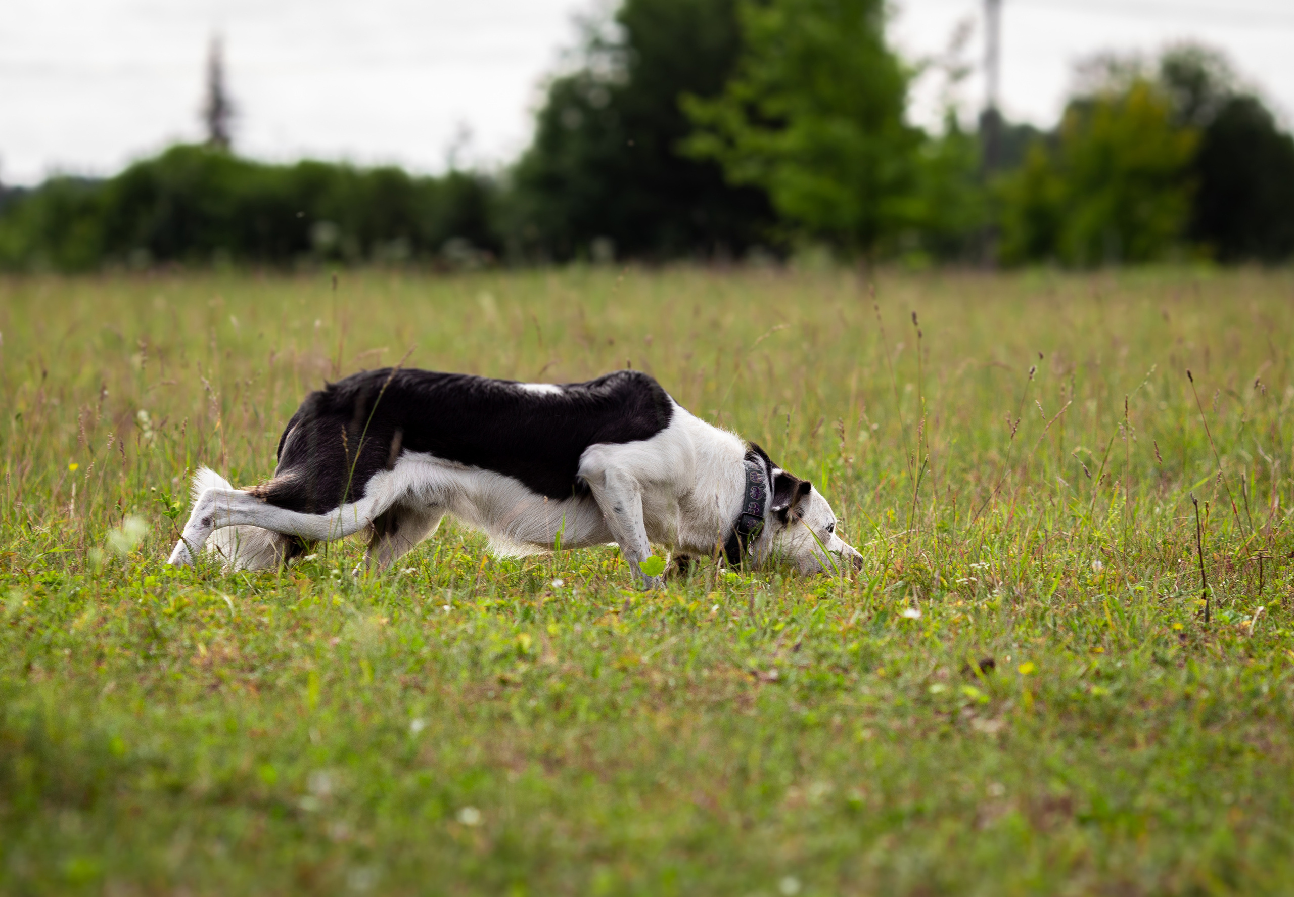 Пастьба. Фотограф Анималист в Перми Анастасия Остерман