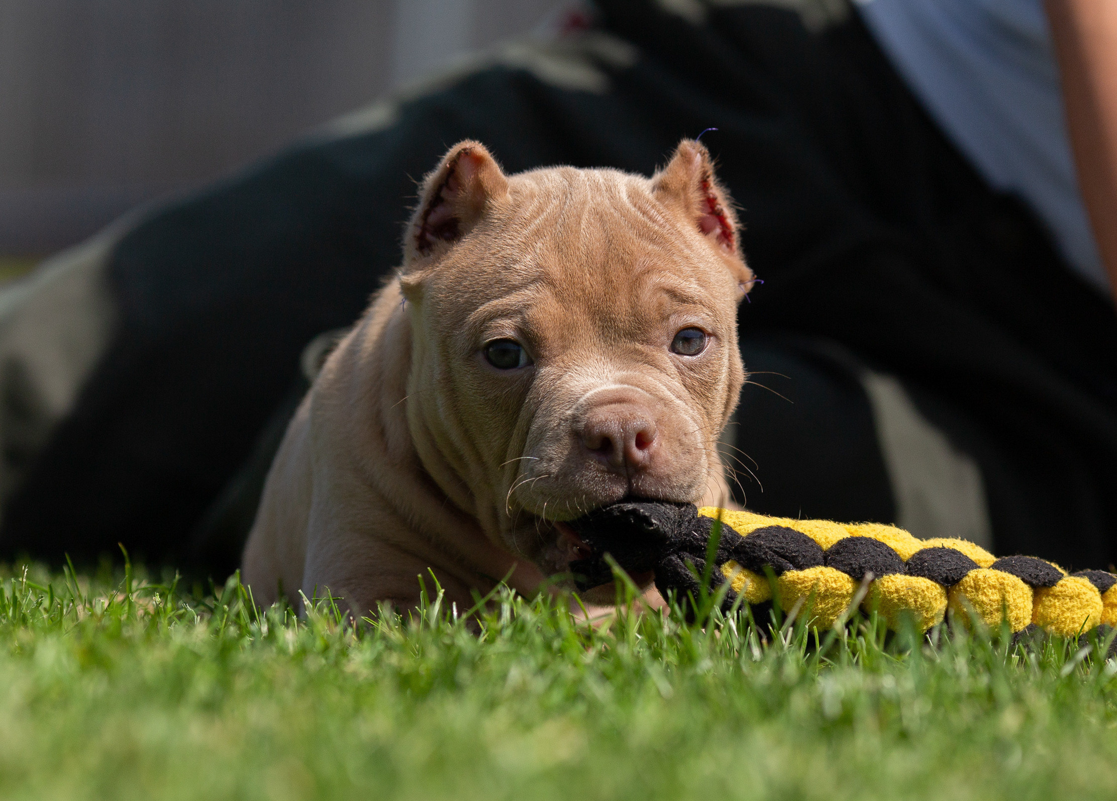Малыши Булли. Фотограф Анималист в Перми Анастасия Остерман