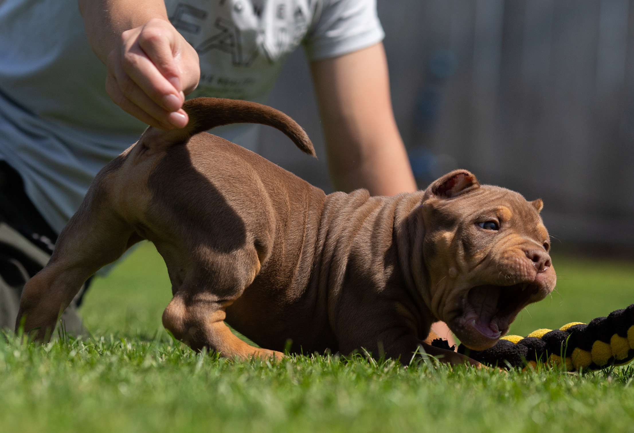 Малыши Булли. Фотограф Анималист в Перми Анастасия Остерман