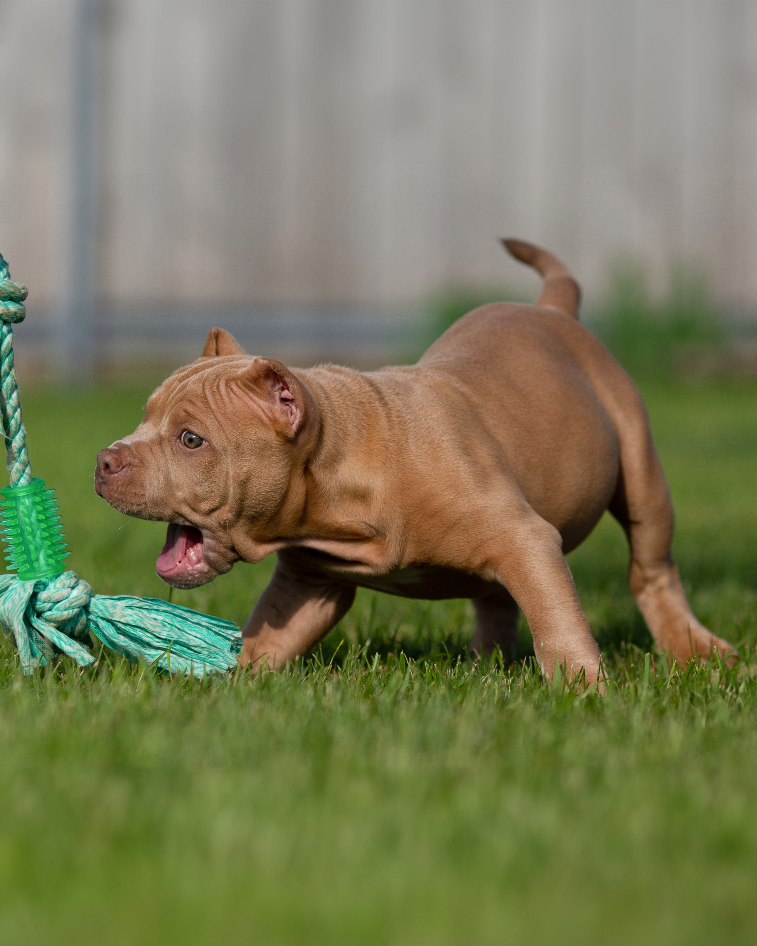 Булляшики. Фотограф Анималист в Перми Анастасия Остерман