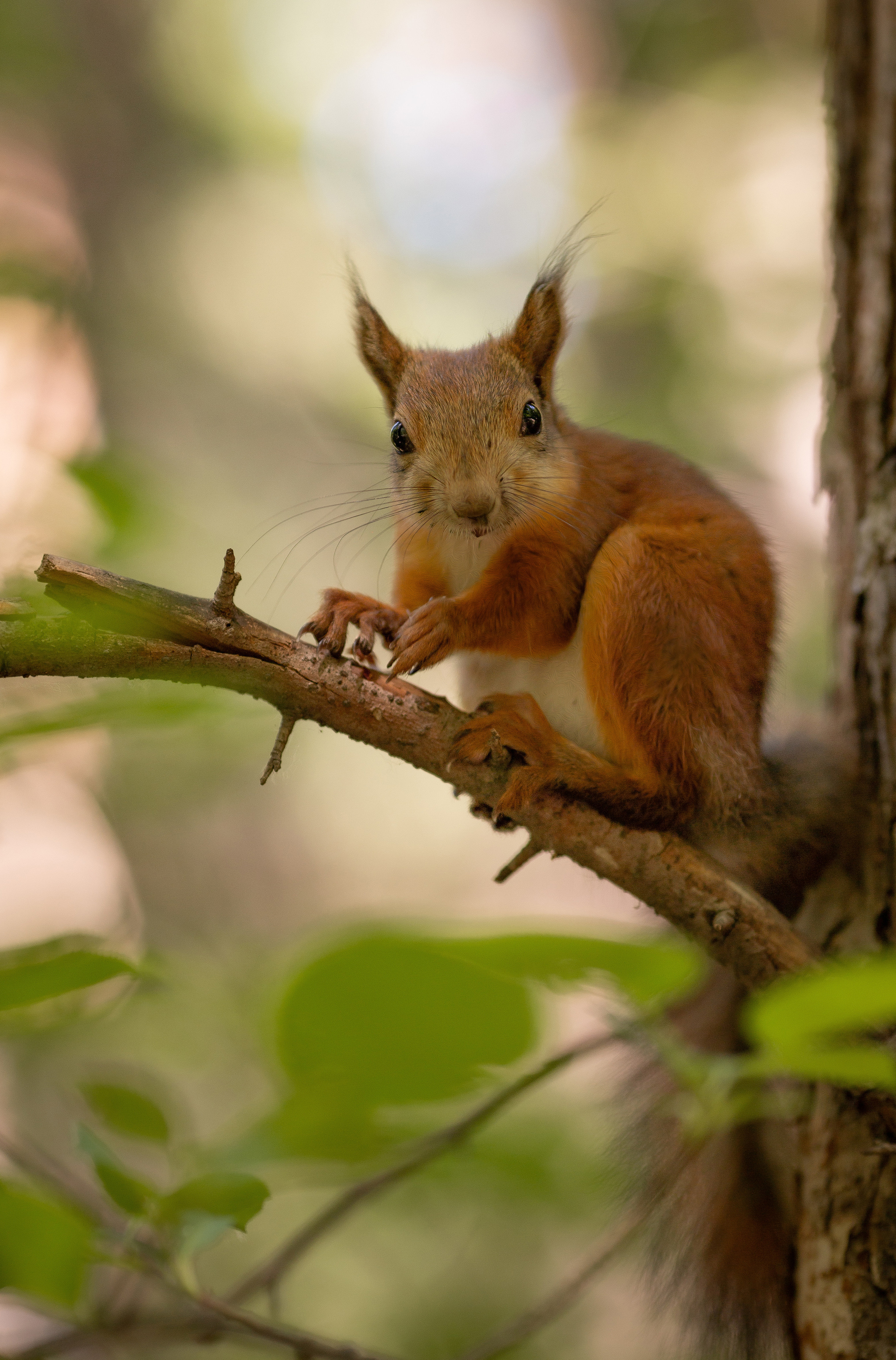 Лесные истории. Фотограф Анималист в Перми Анастасия Остерман