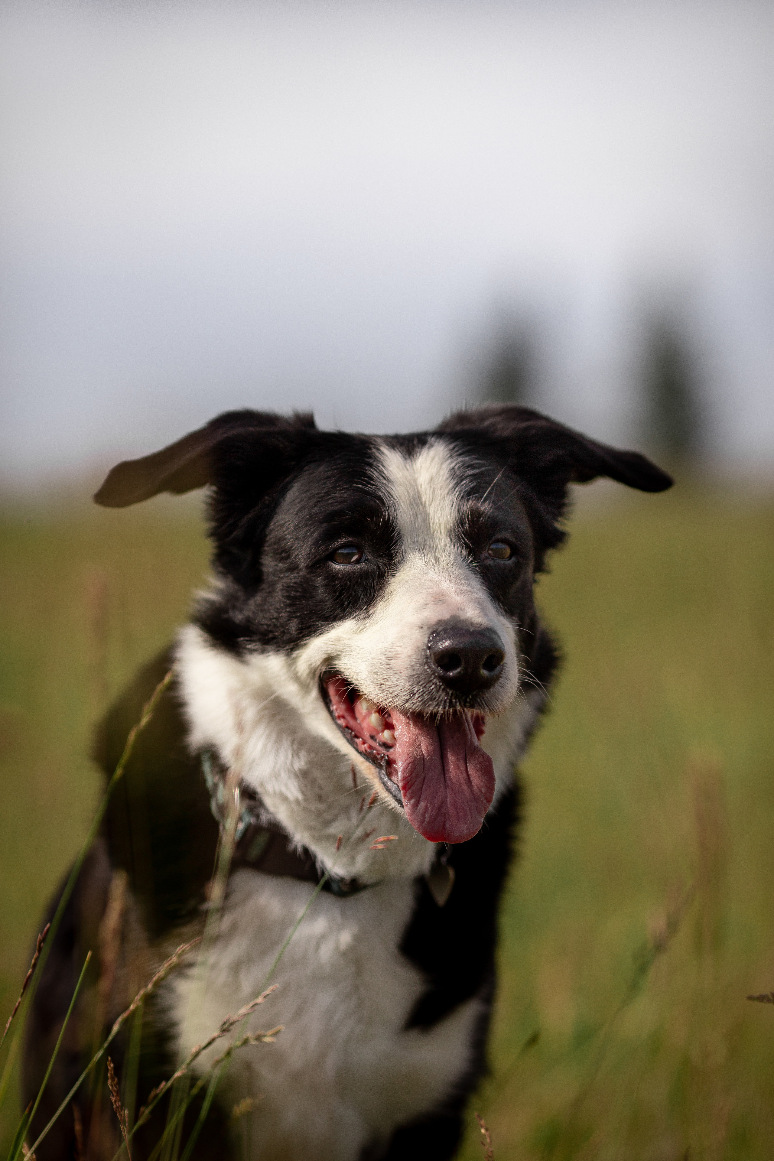 Пастьба. Фотограф Анималист в Перми Анастасия Остерман