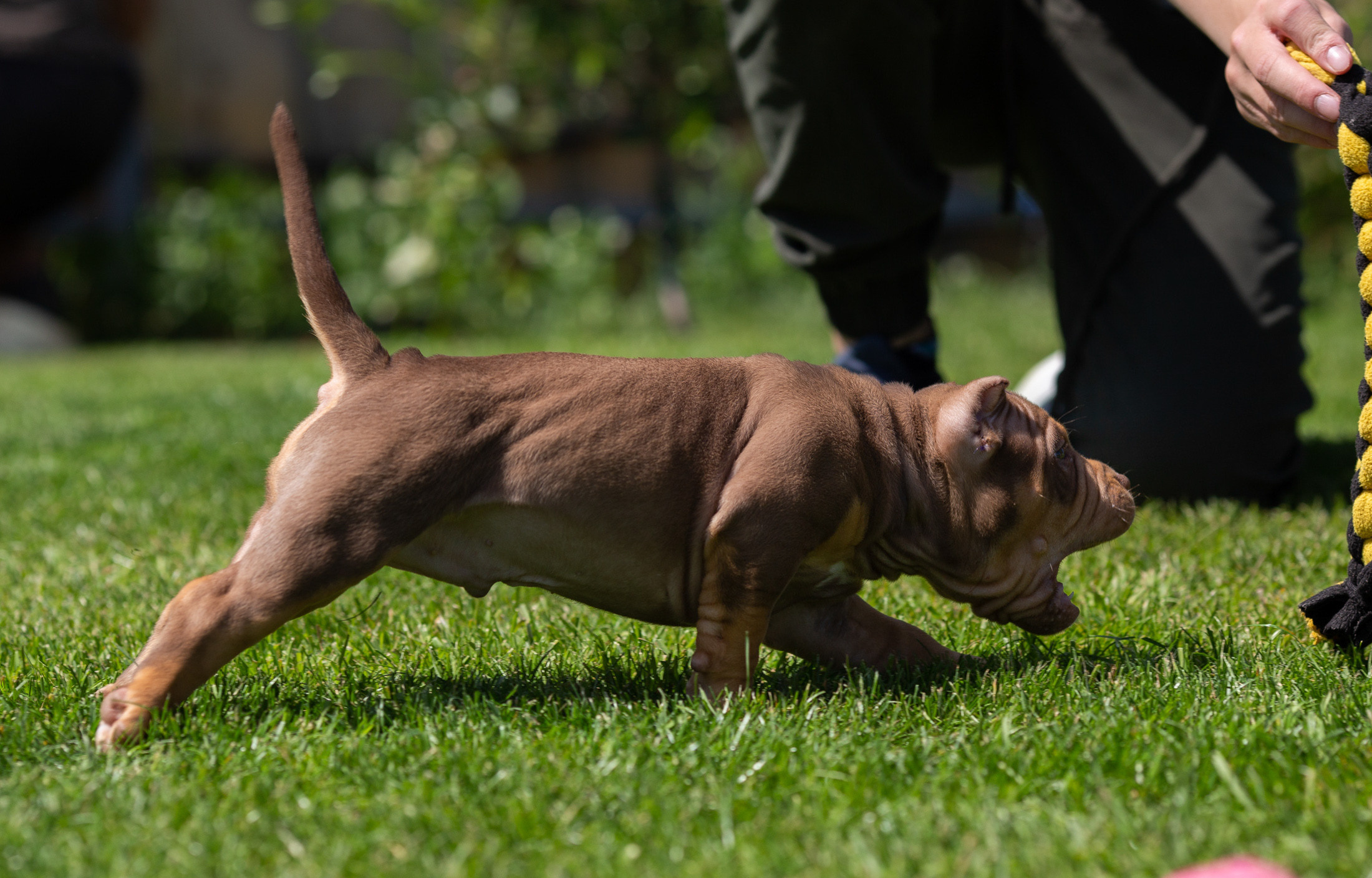 Малыши Булли. Фотограф Анималист в Перми Анастасия Остерман