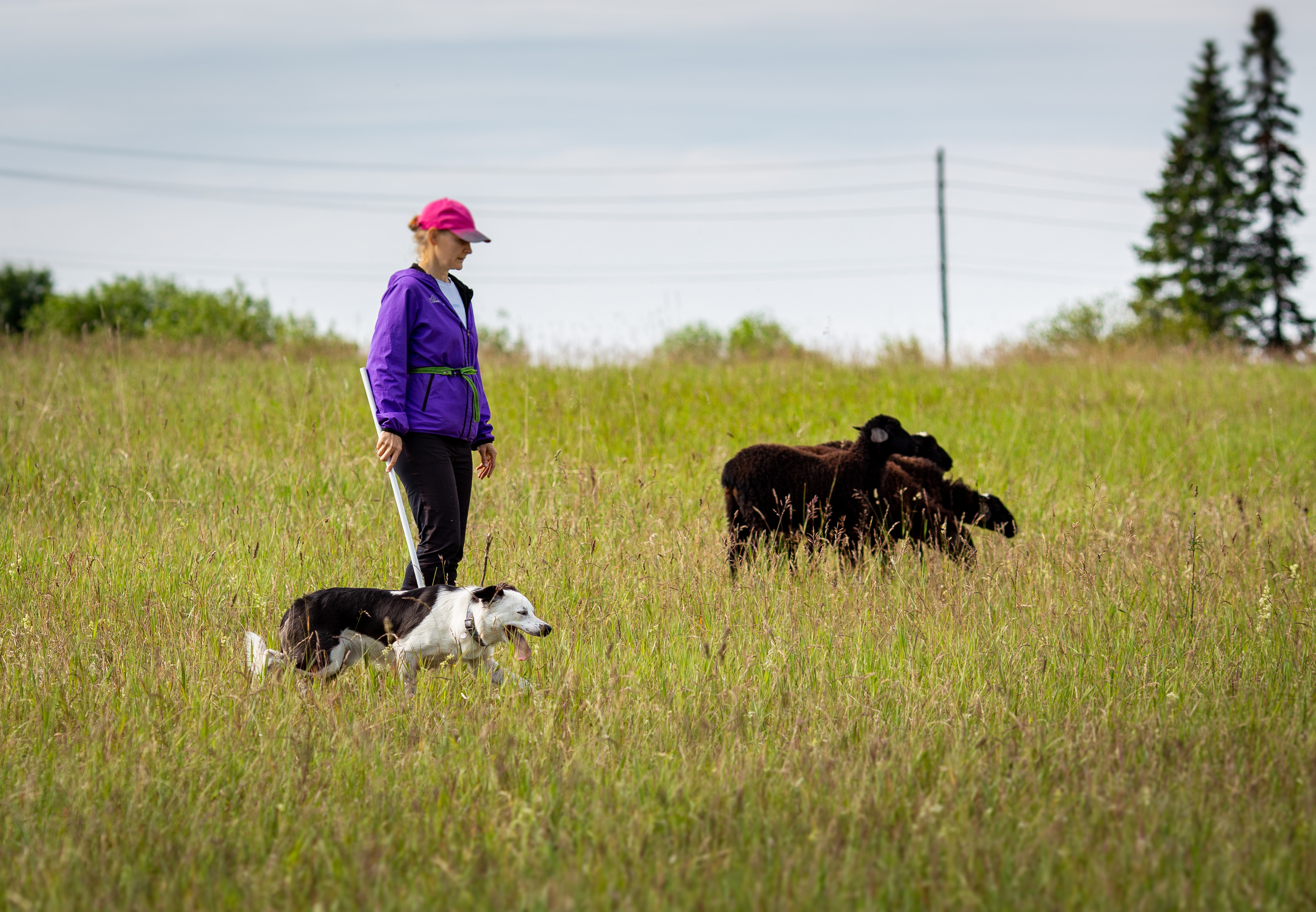 Пастьба. Фотограф Анималист в Перми Анастасия Остерман