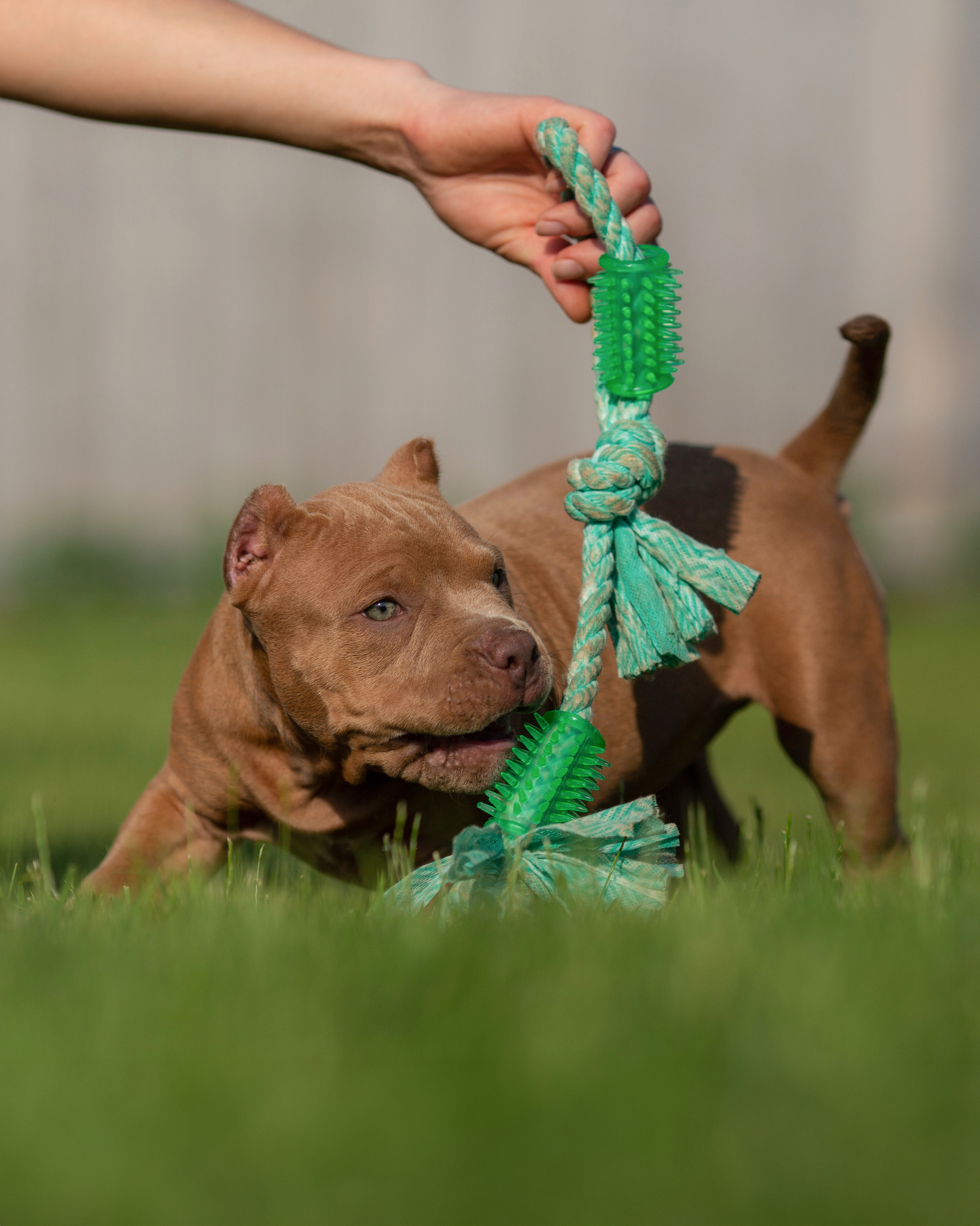 Булляшики. Фотограф Анималист в Перми Анастасия Остерман