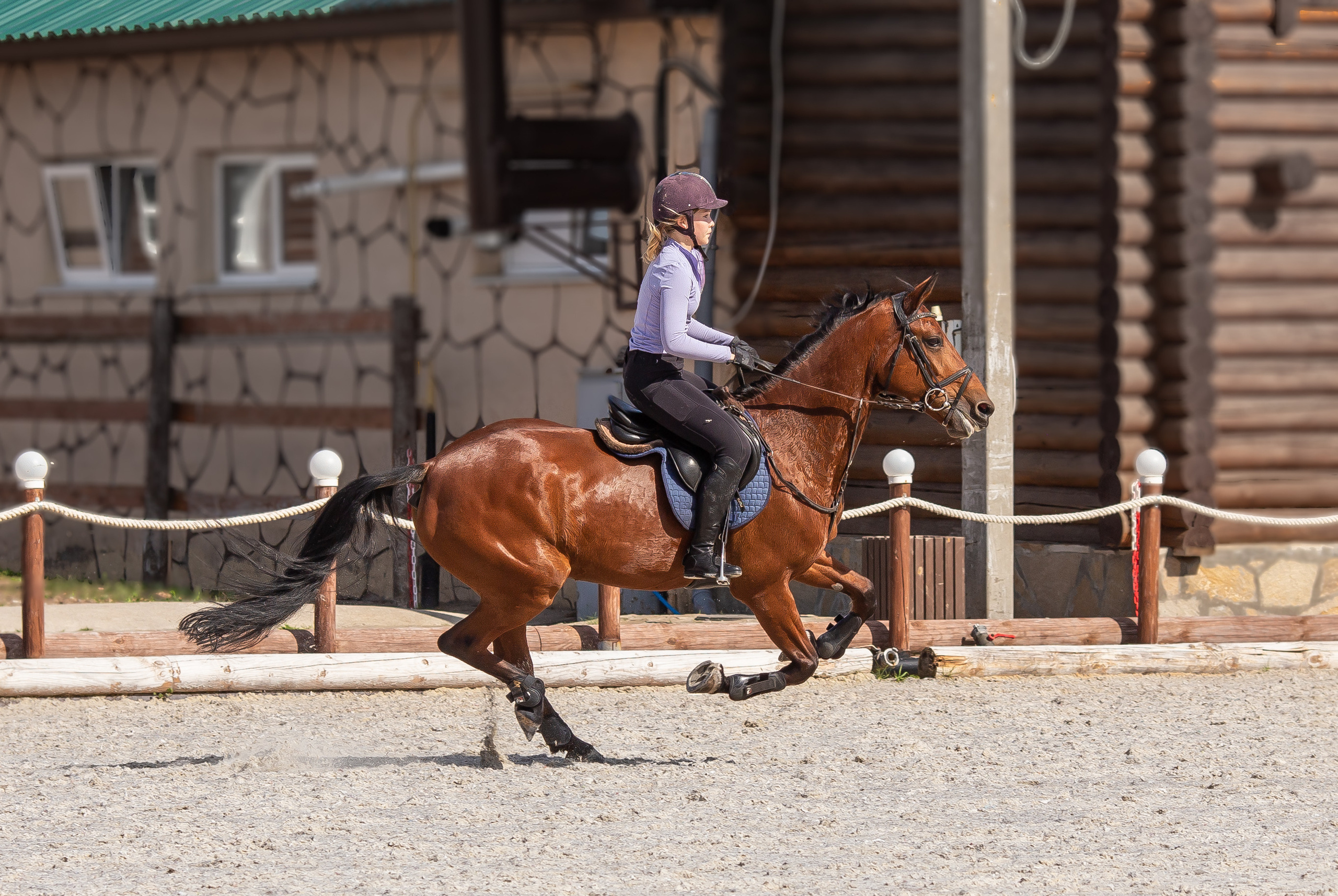 Конное тренировочное. Фотограф Анималист в Перми Анастасия Остерман