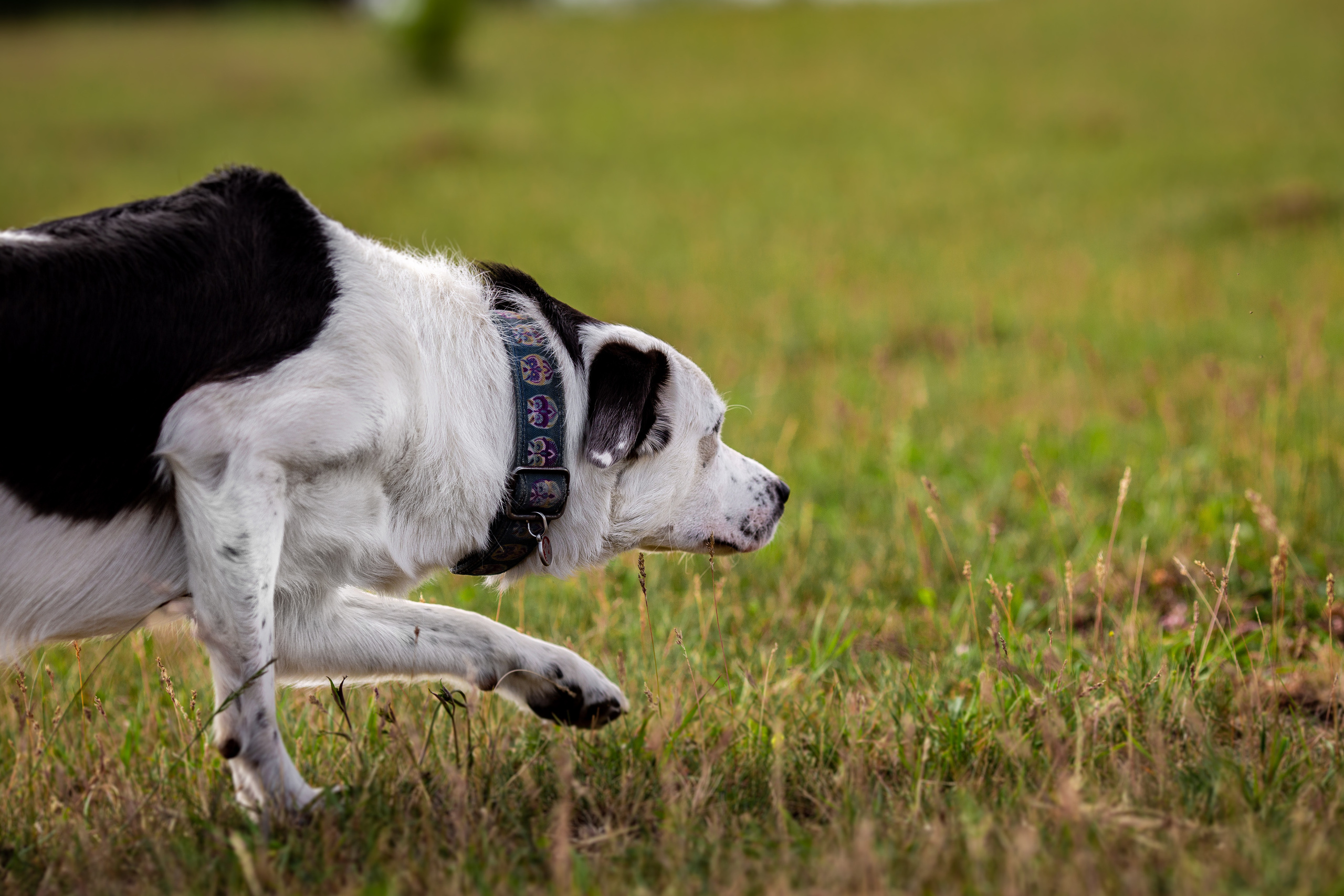 Пастьба. Фотограф Анималист в Перми Анастасия Остерман