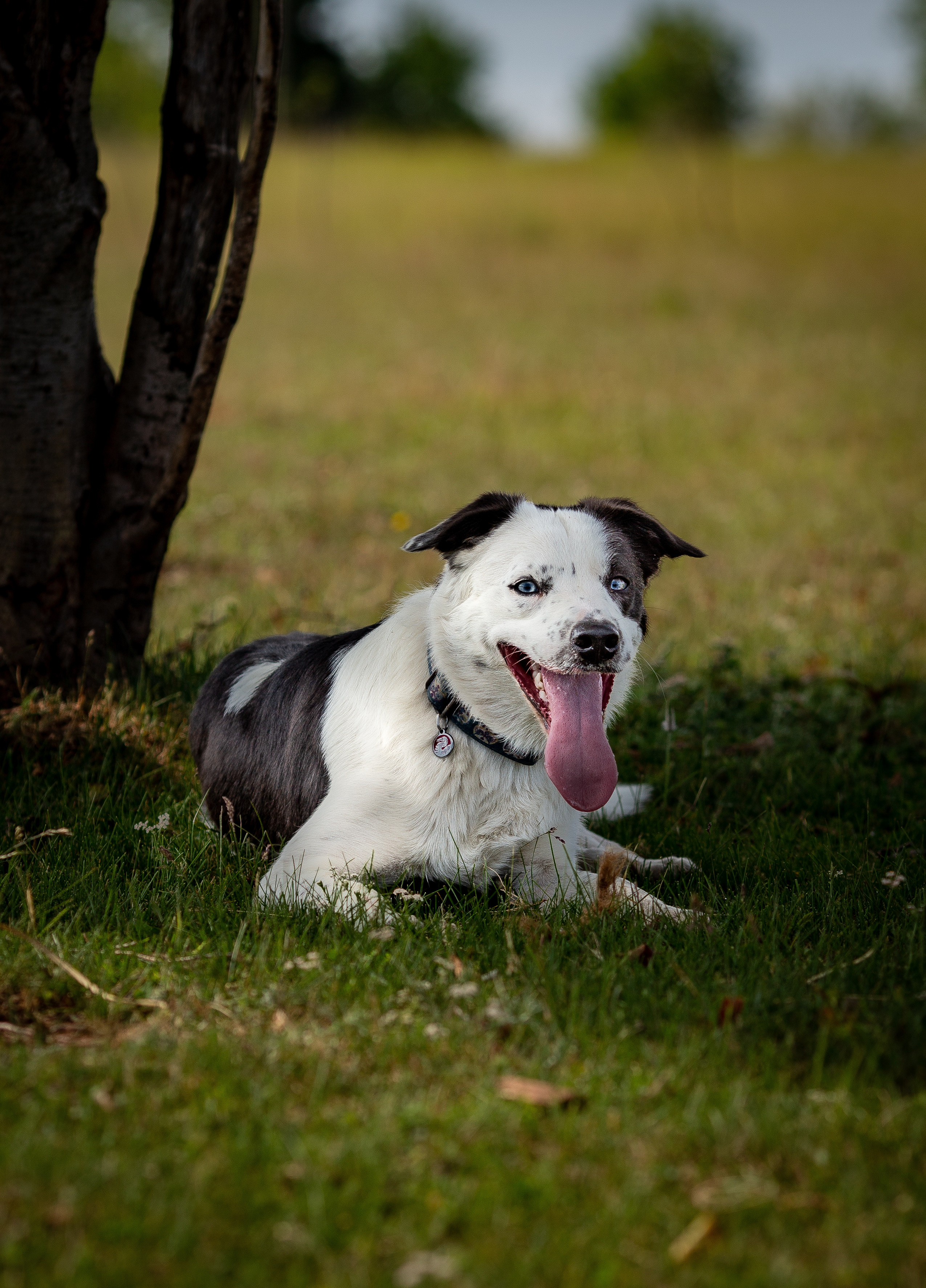 Пастьба. Фотограф Анималист в Перми Анастасия Остерман