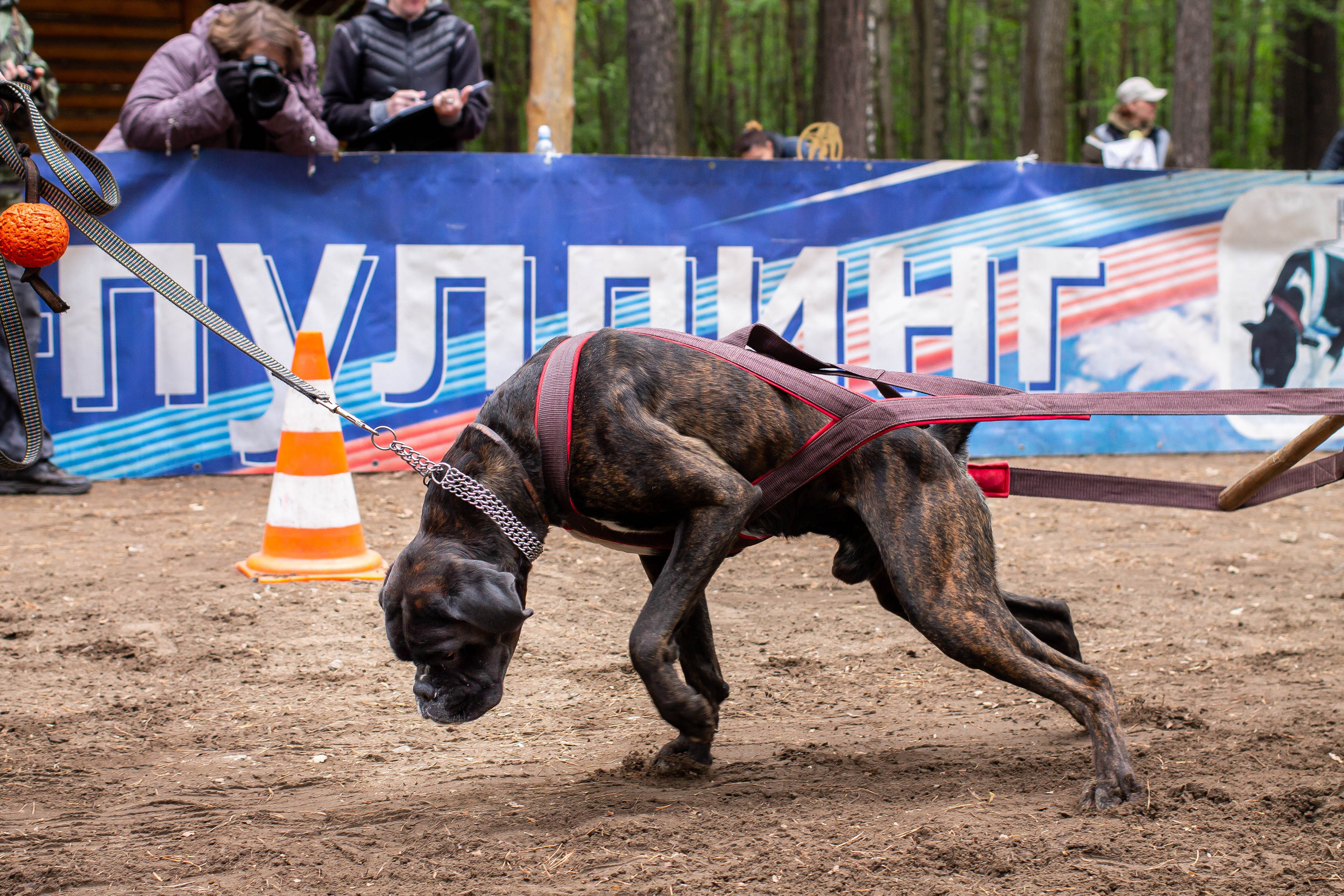 Репортаж вейтпуллинг. Фотограф Анималист в Перми Анастасия Остерман