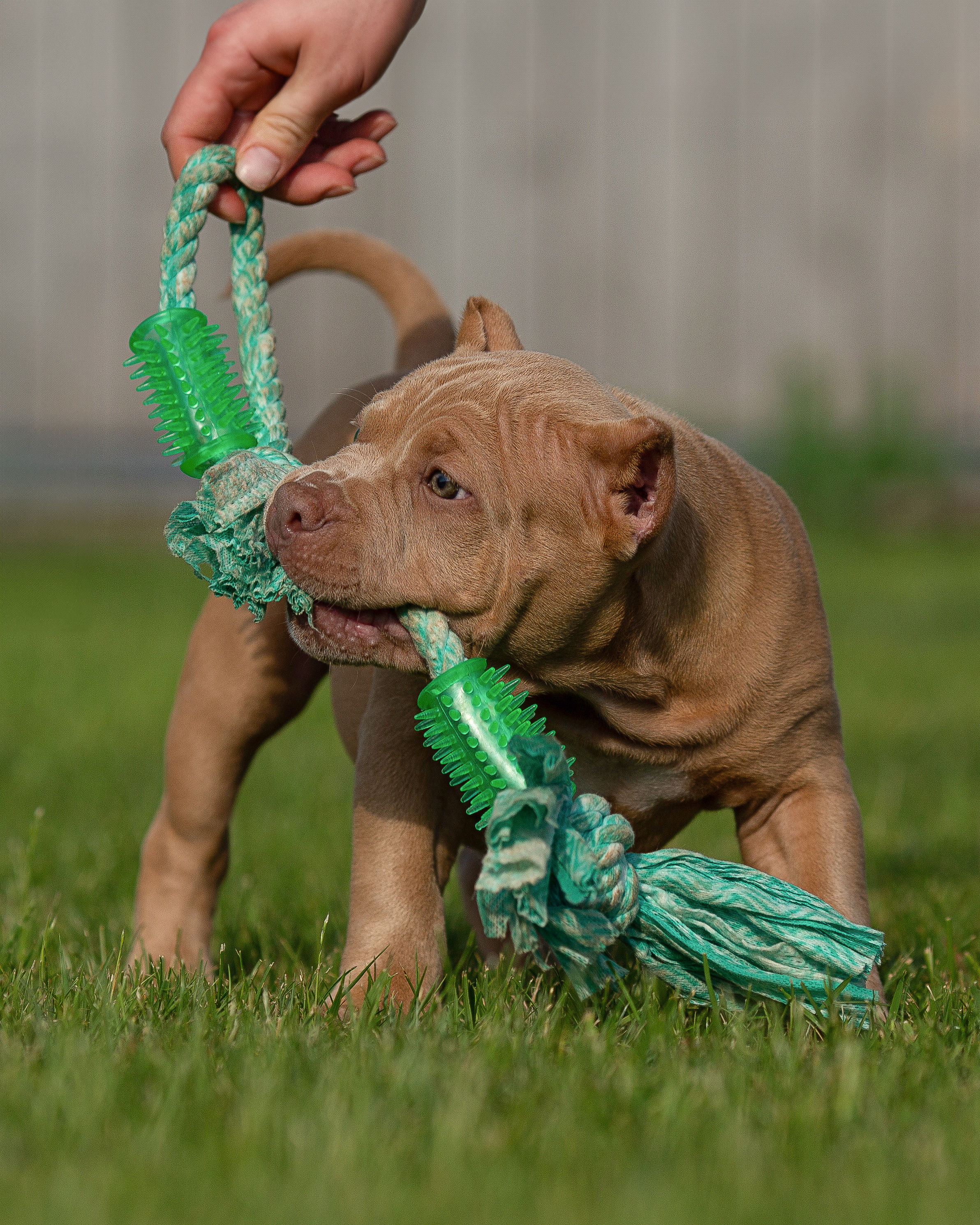 Булляшики. Фотограф Анималист в Перми Анастасия Остерман