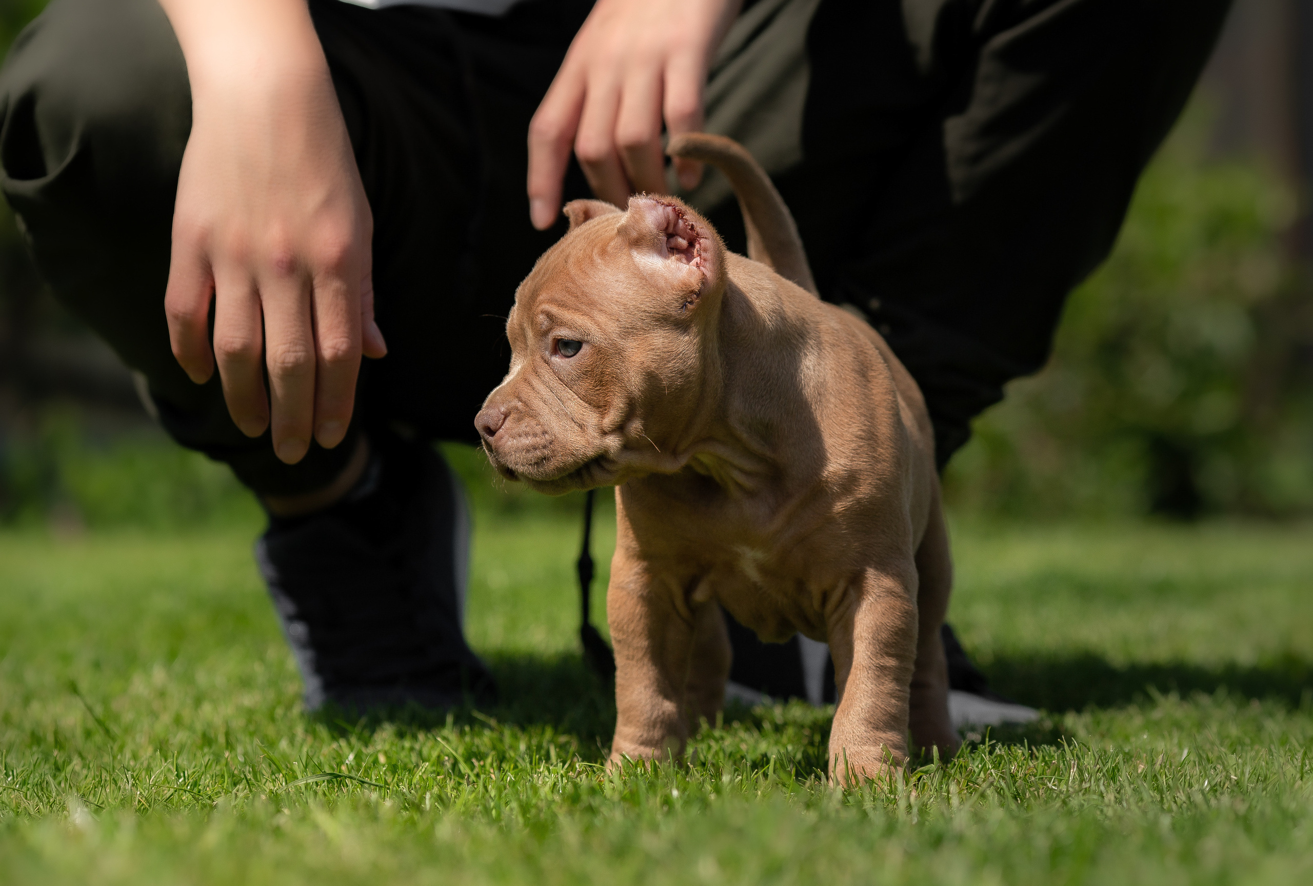 Малыши Булли. Фотограф Анималист в Перми Анастасия Остерман