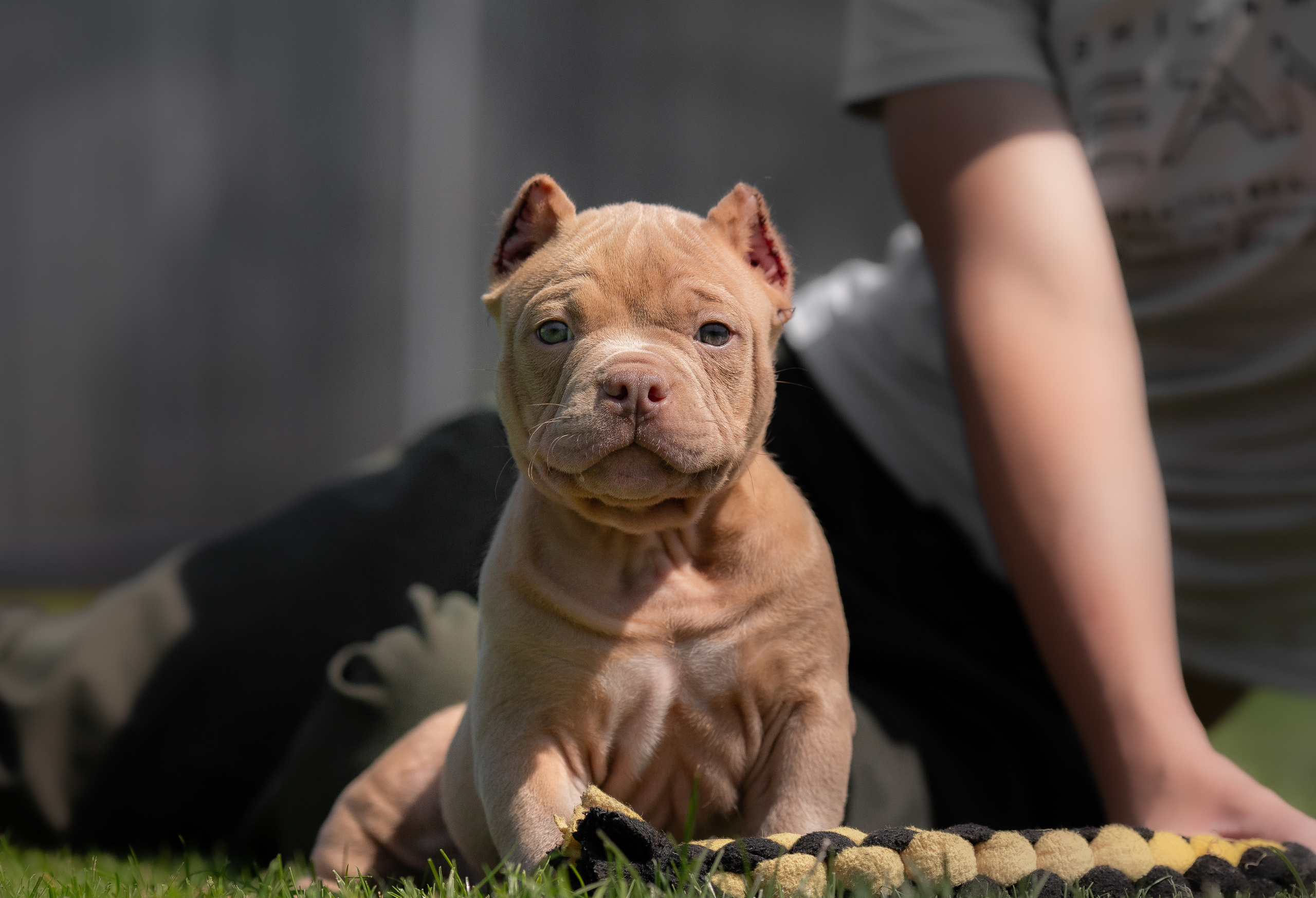 Малыши Булли. Фотограф Анималист в Перми Анастасия Остерман