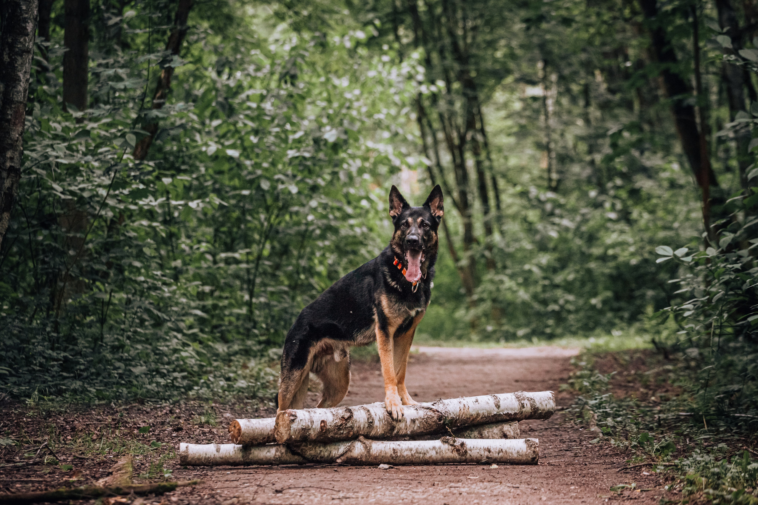 Лесная летняя фотопрогулка. Фотограф-анималист Татьяна Степанова