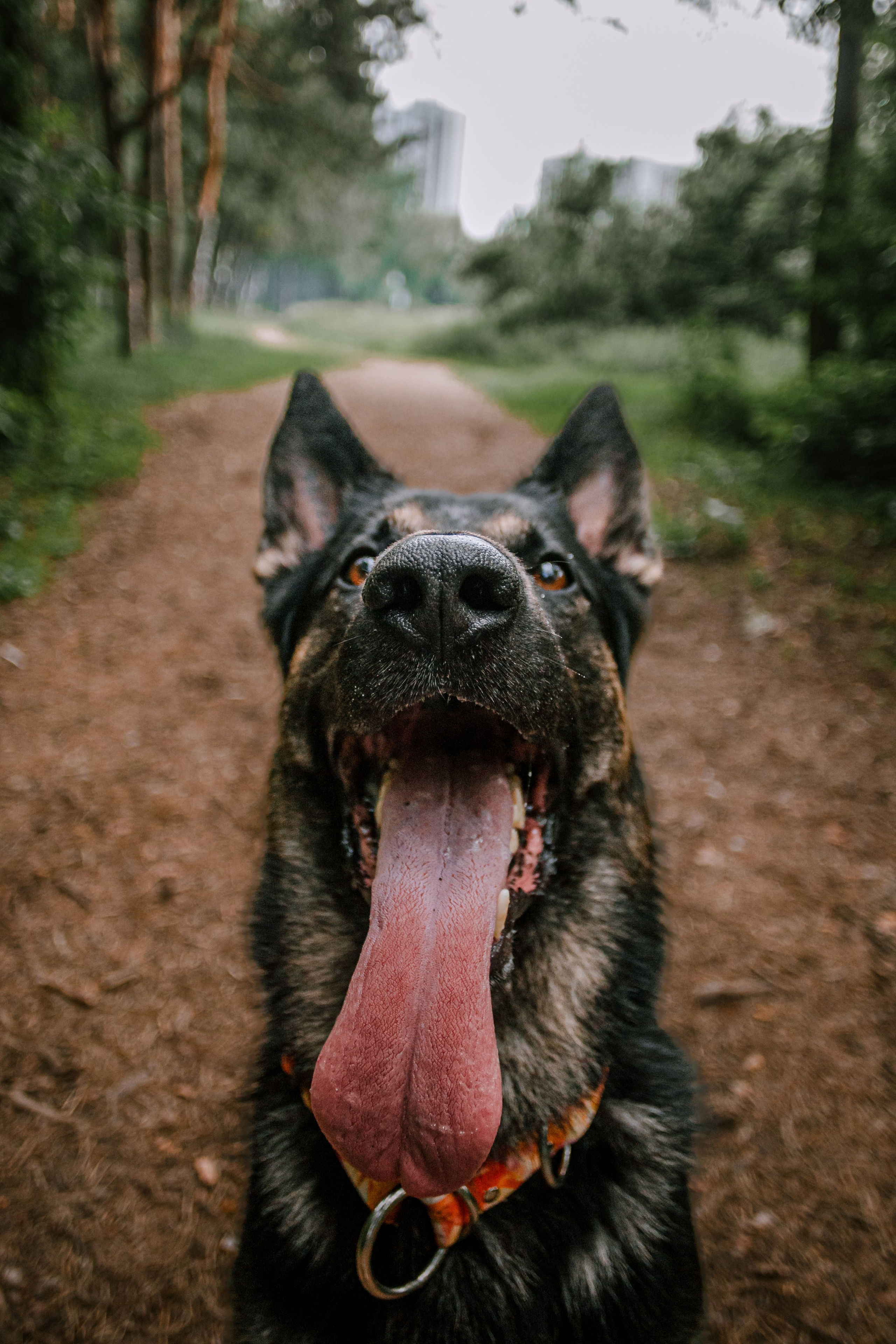 Лесная летняя фотопрогулка. Фотограф-анималист Татьяна Степанова