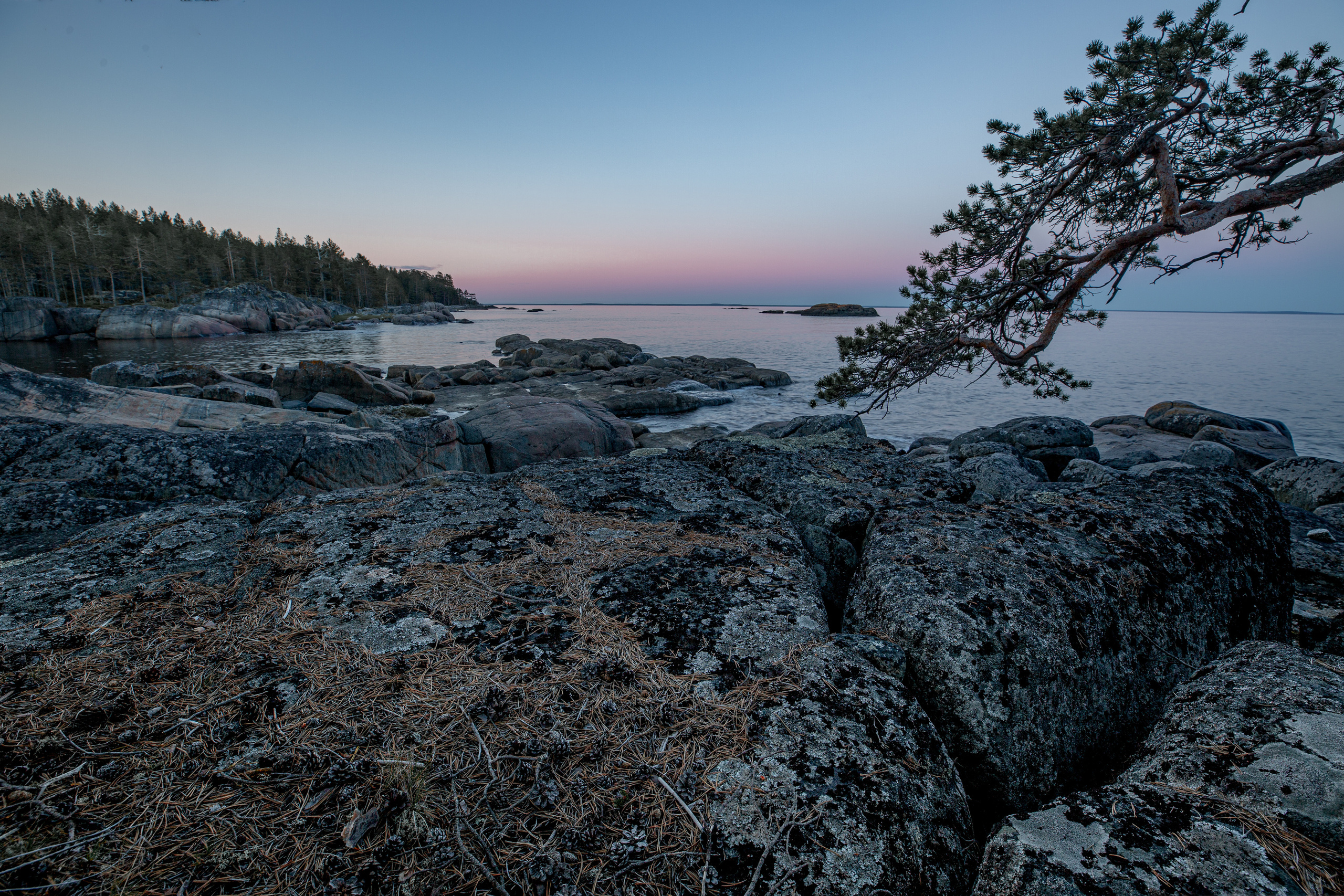 На переднем плане - ветка сосны на фоне каменистого берега. Белая ночь  на Кий-острове.