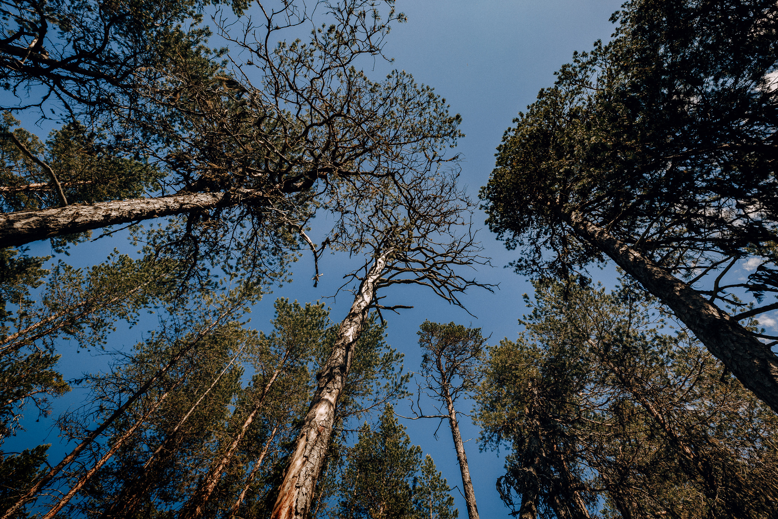 Верхушки высоких сосен на фоне синего неба. 