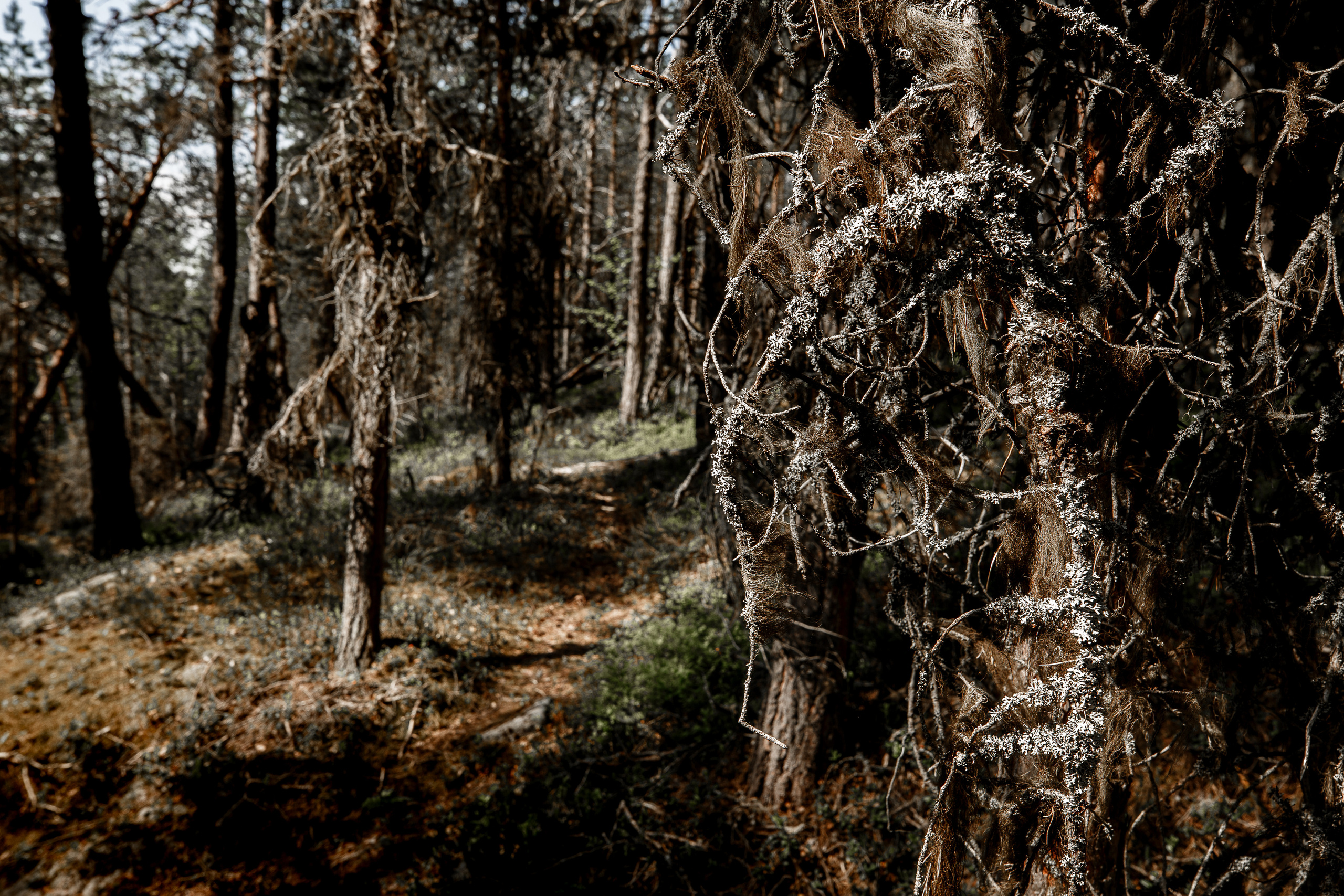 Старые лес. Замшелые сосны растут на камнях. 