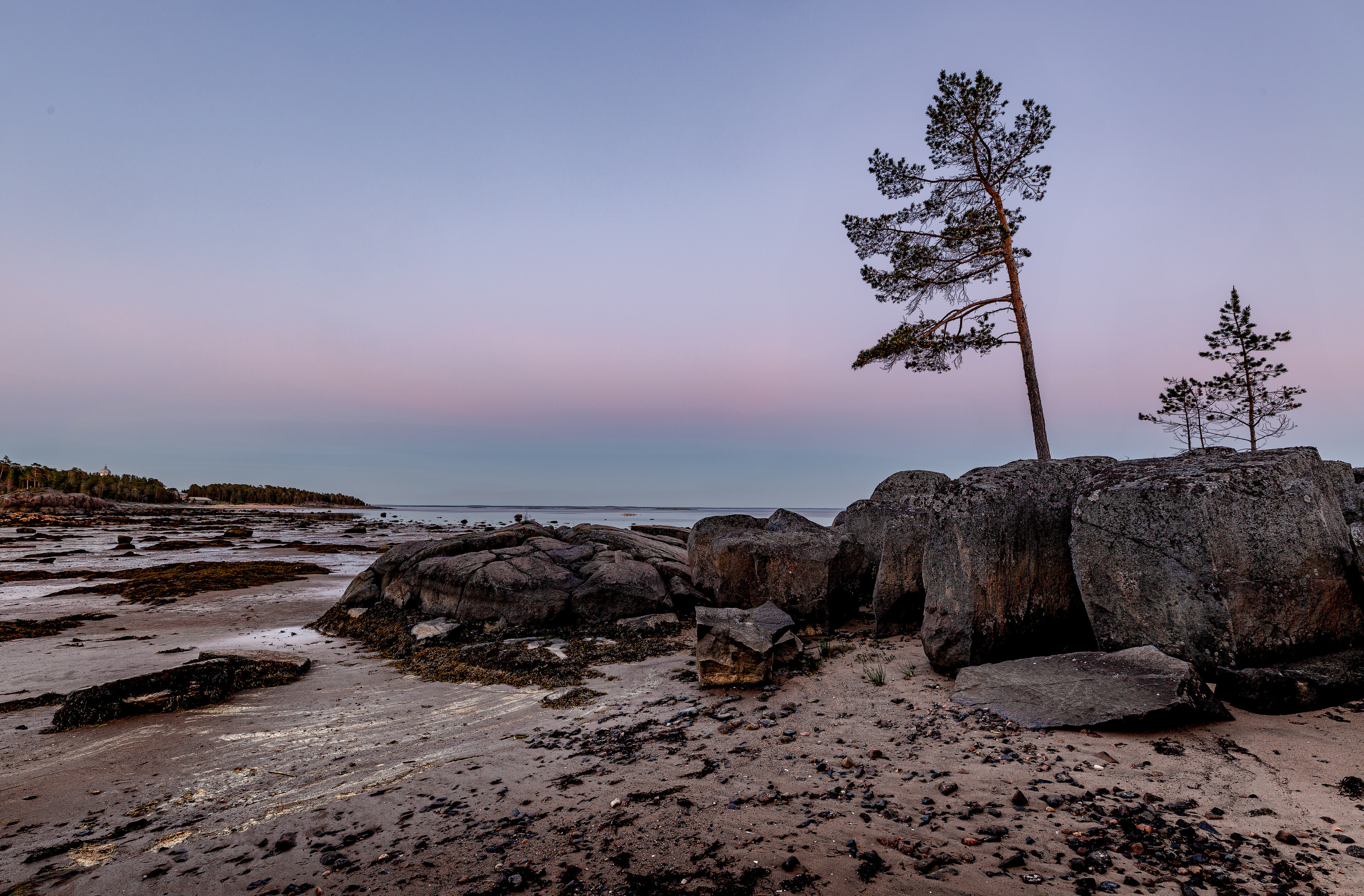 сосна наклонилась от ветра на берегу Белого моря на фоне вечернего заката 