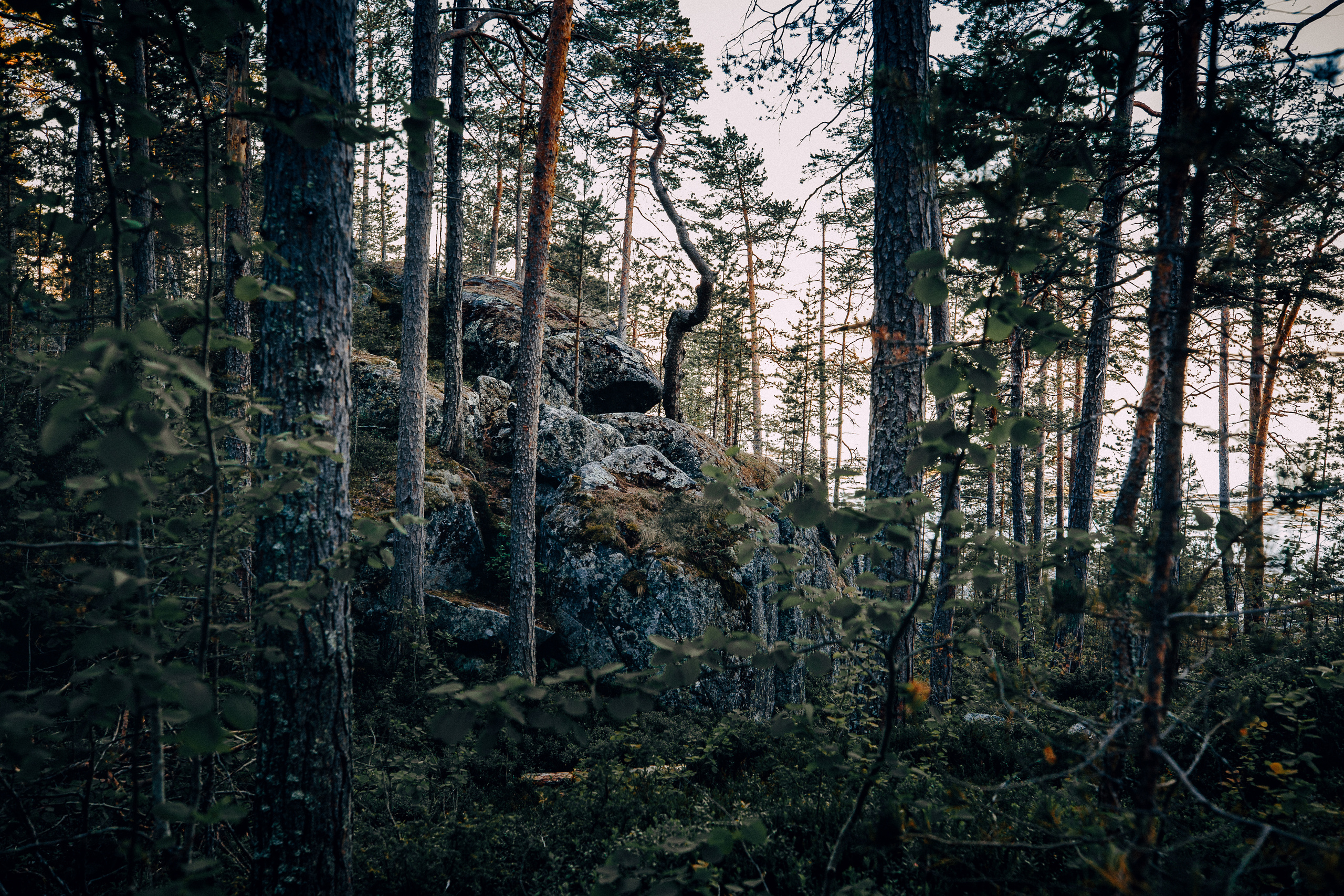 Сосновый лес на гранитных скалах Кий-острова. 