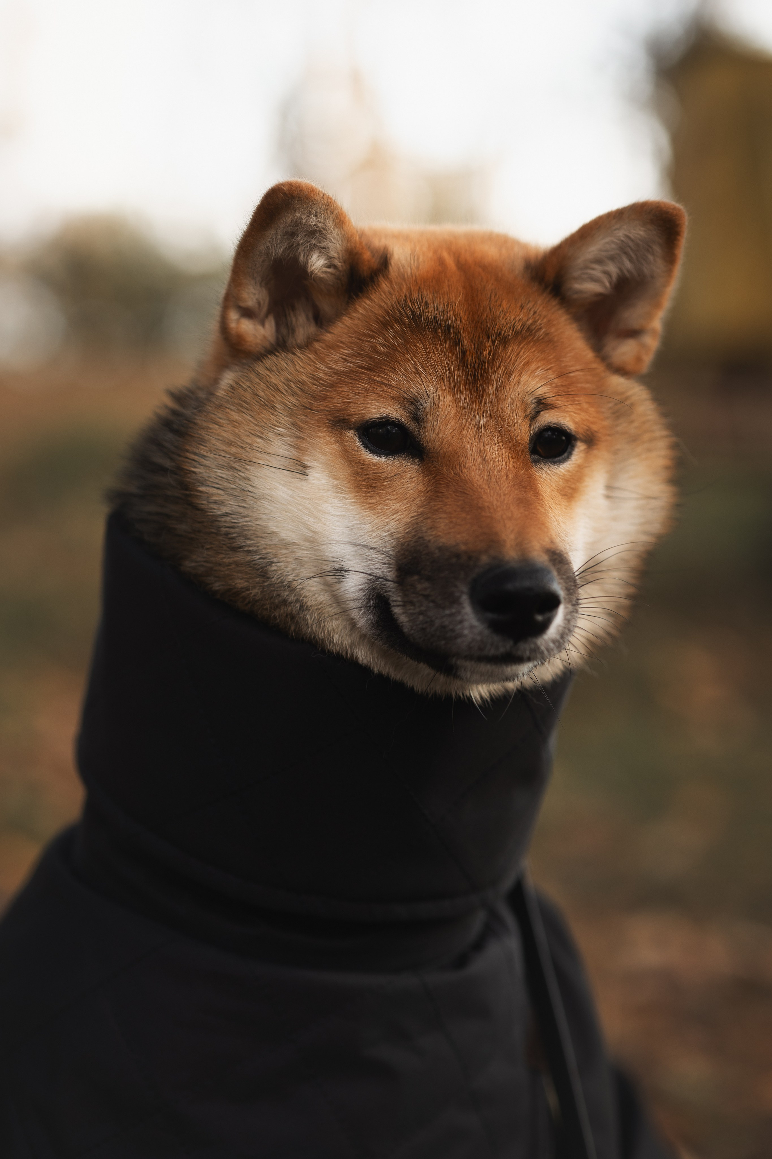 Оши | Сиба-Ину |. Фотограф