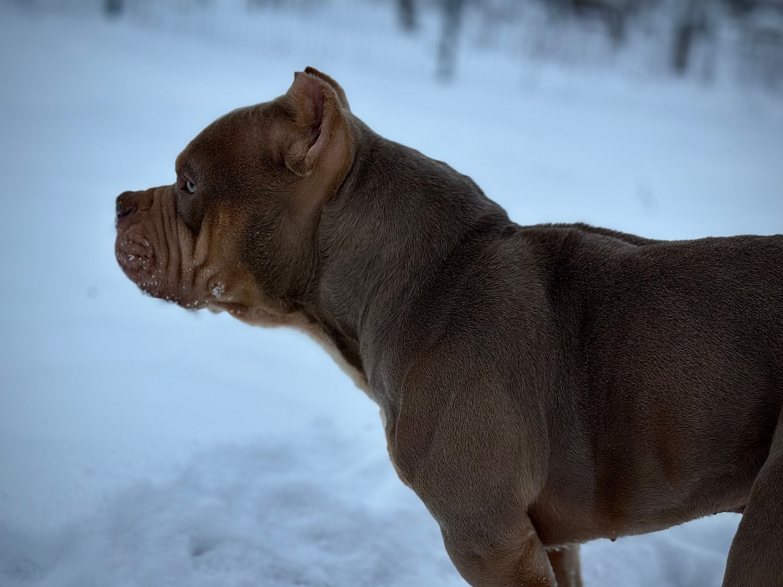 Stark. Питомник американских булли Bounty Pride Bully