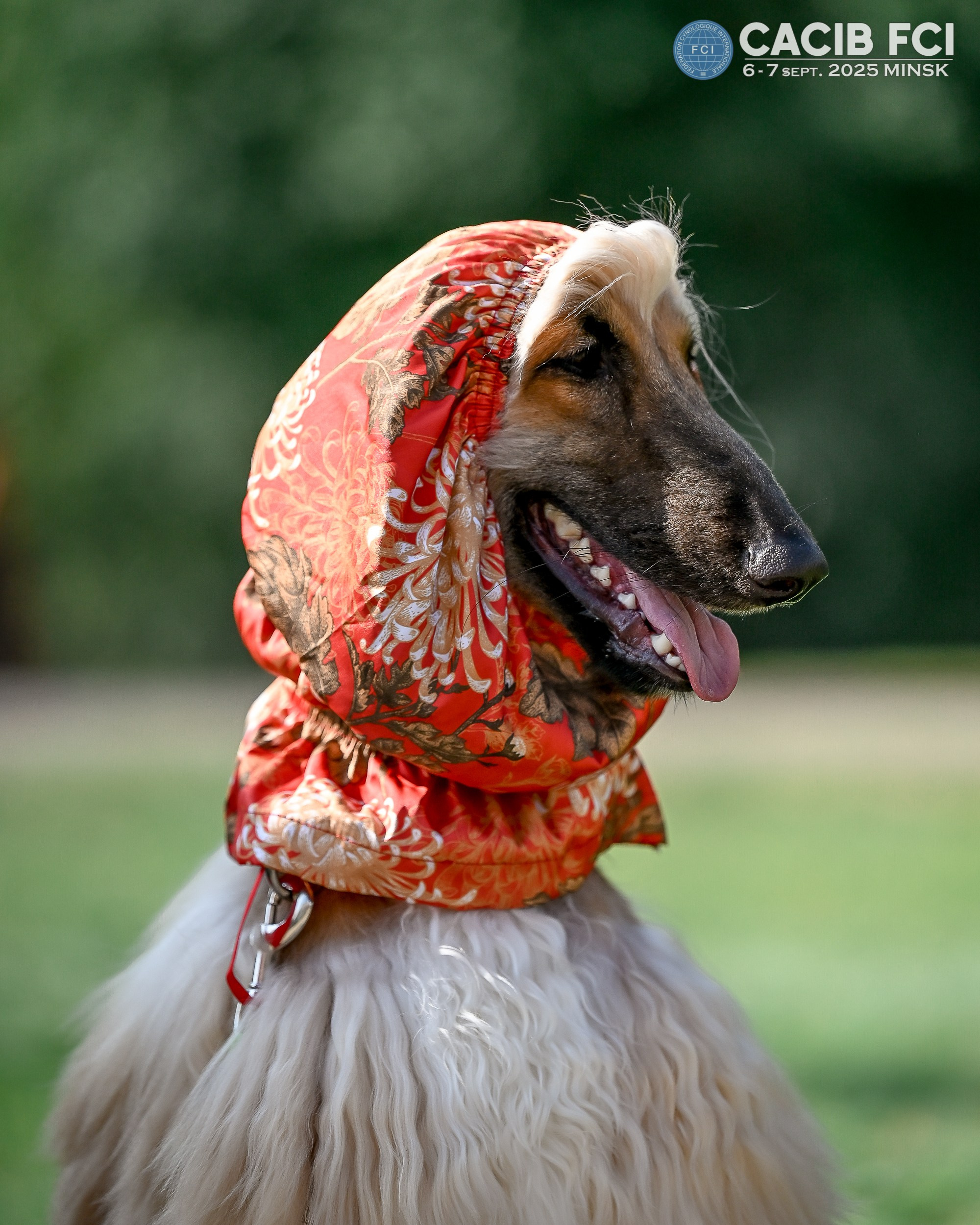 06-07.09.25 Международная выставка собак, Минск, CACIB, FCI. Галерея фотографий афганской борзой