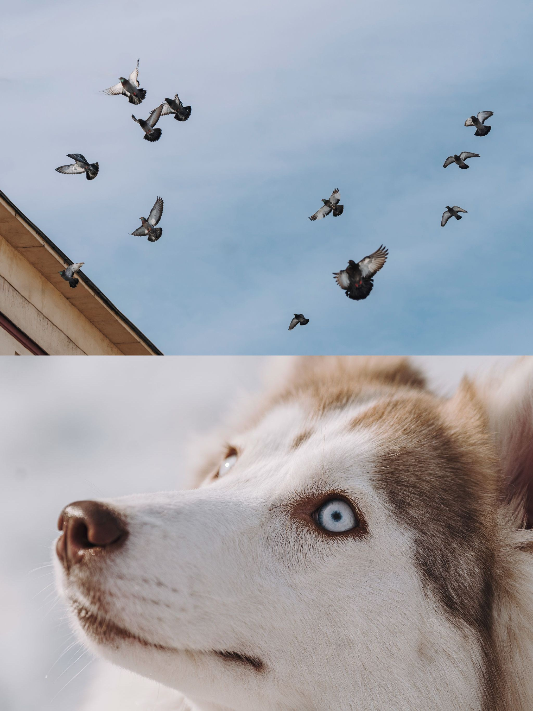 Мария и Амелия. Фотограф анималист в Спб недорого Олеся Майорова