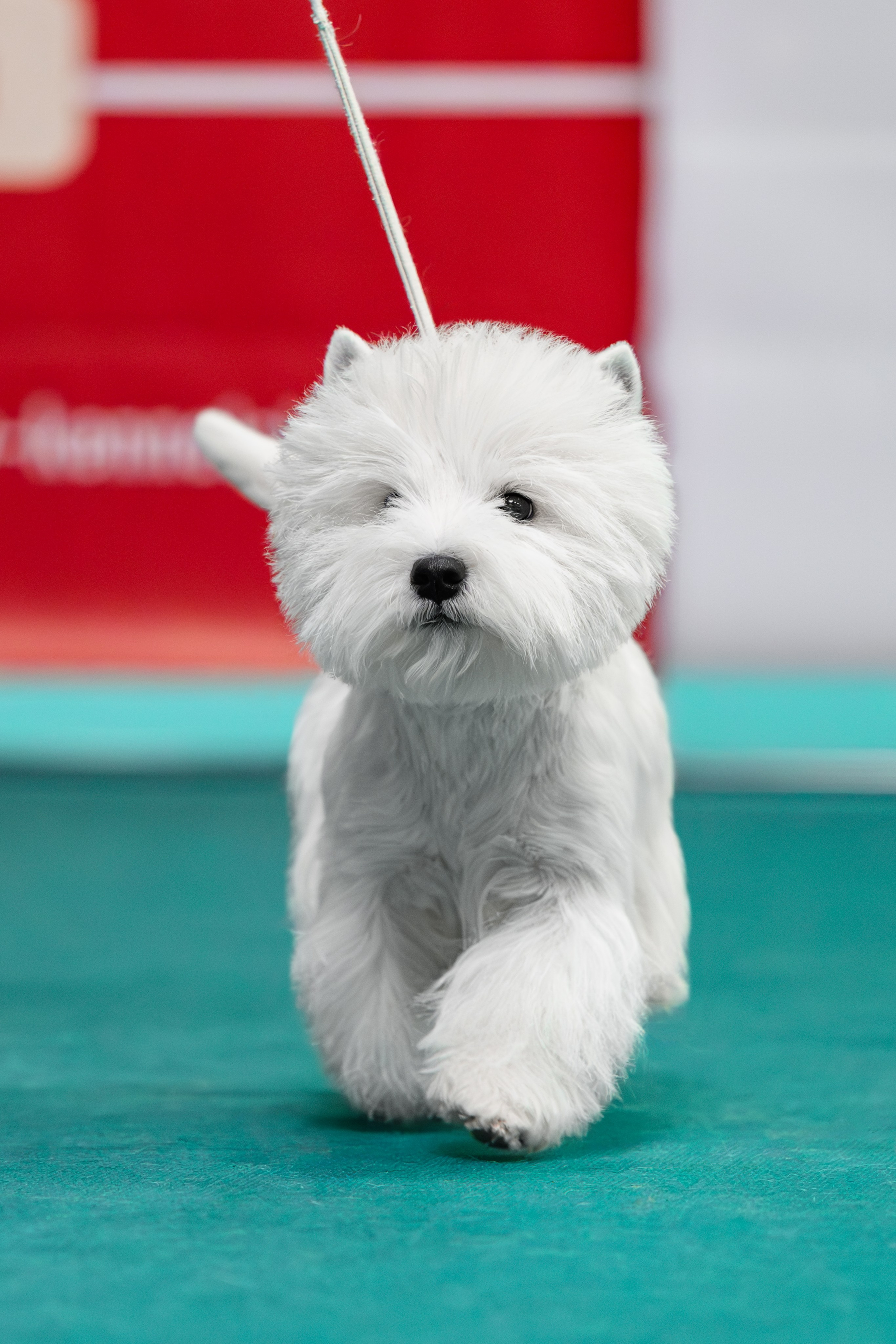 Бьянка. Питомник собак породы вест хайленд вайт терьер в Москве