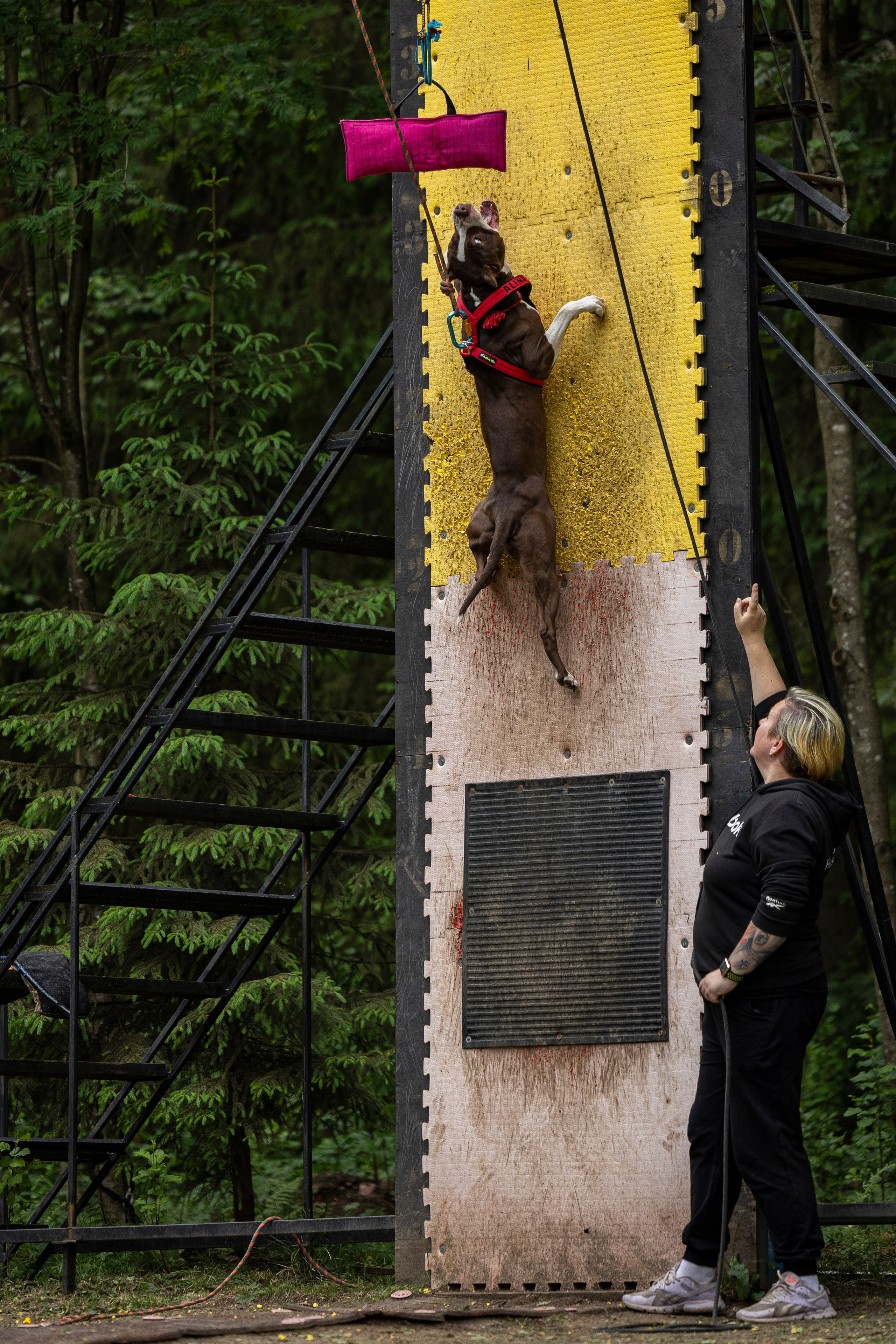 Пит-стафф многоборье. Фотограф-анималист Анна Маринич