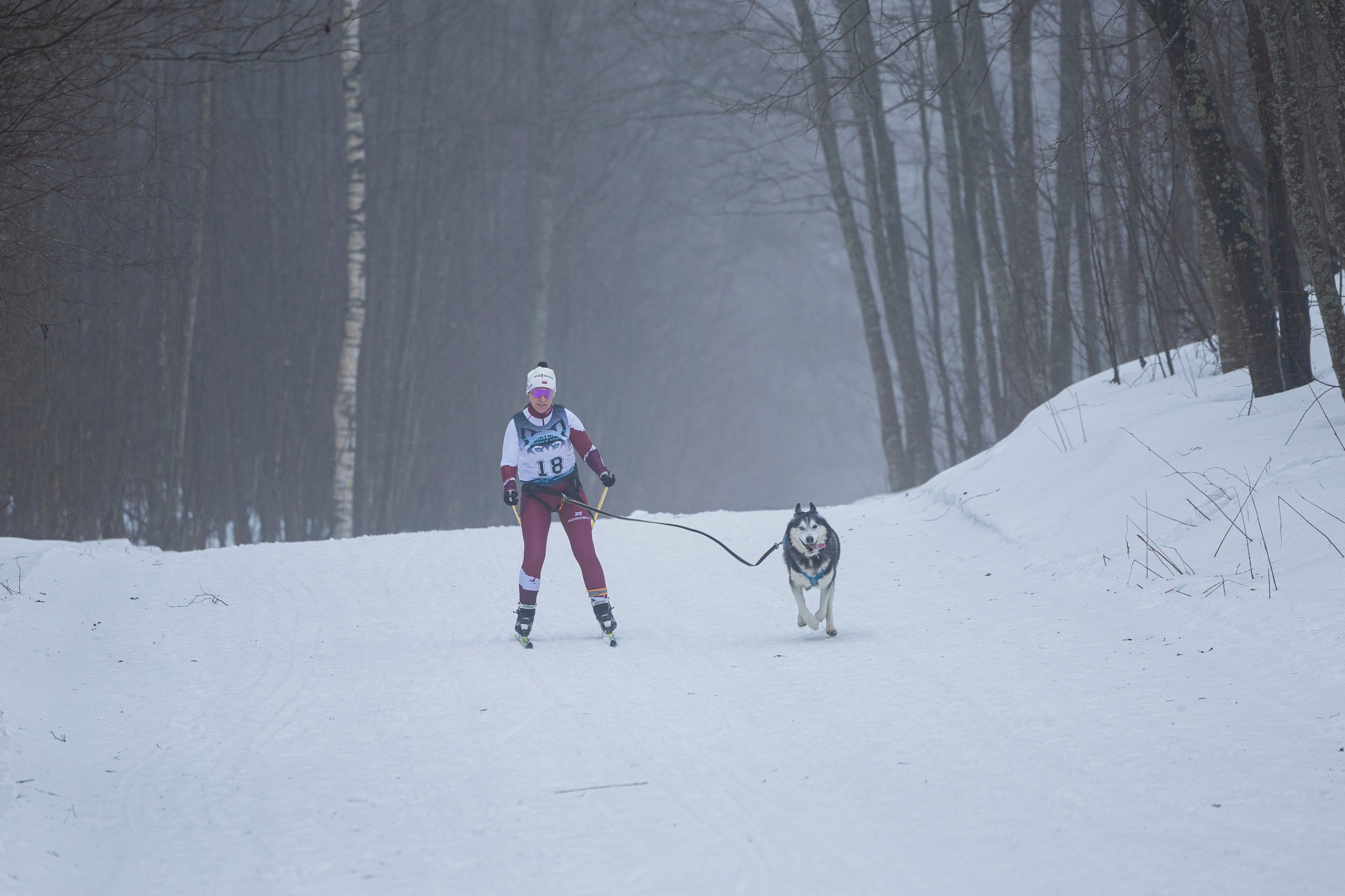 Зимний Чемпионат Санкт-Петербурга по ездовому спорту. Фотограф-анималист Анна Маринич
