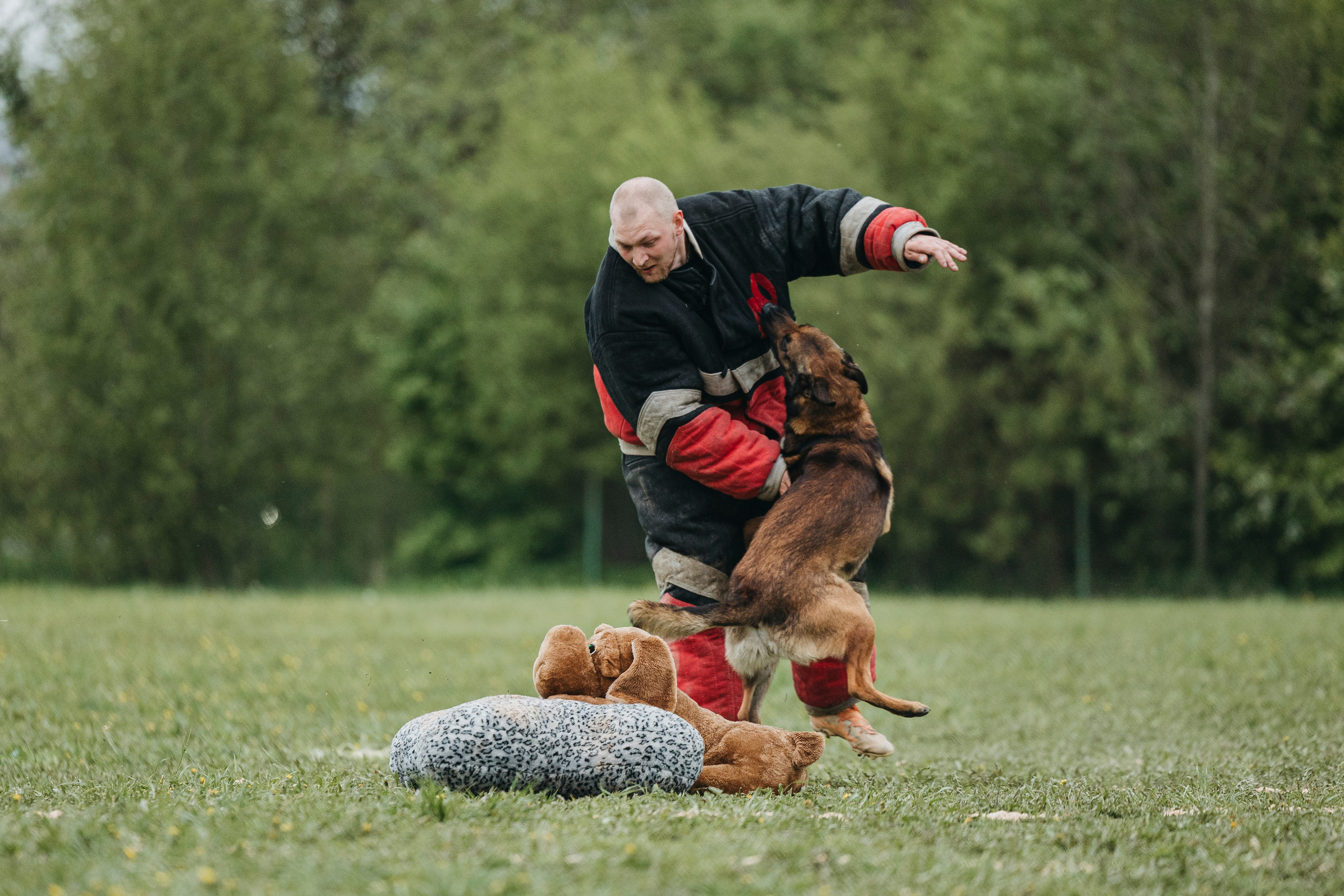 26.05.25 г. Пушкин квалификационные соревнования. Фотограф-анималист Анна Маринич