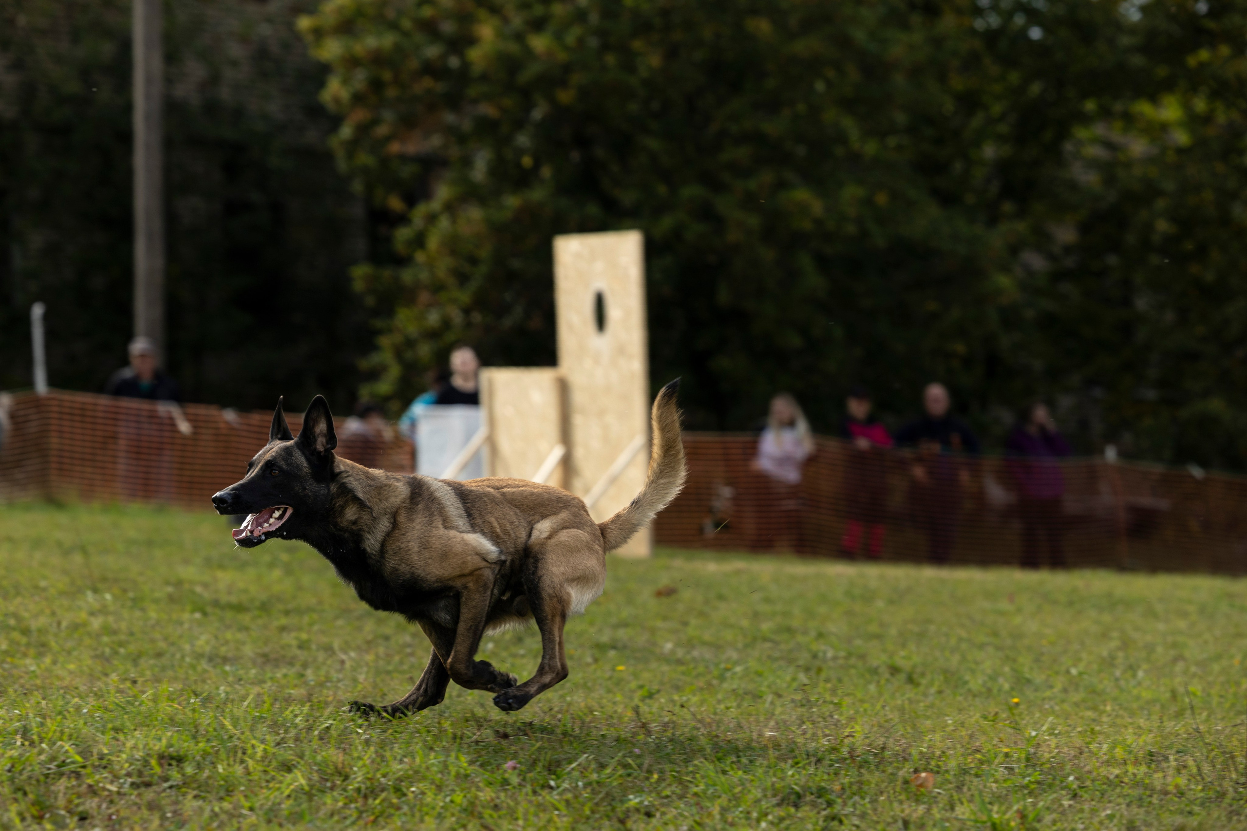 Испытания по Мондьорингу г. Пушкин. Фотограф-анималист Анна Маринич