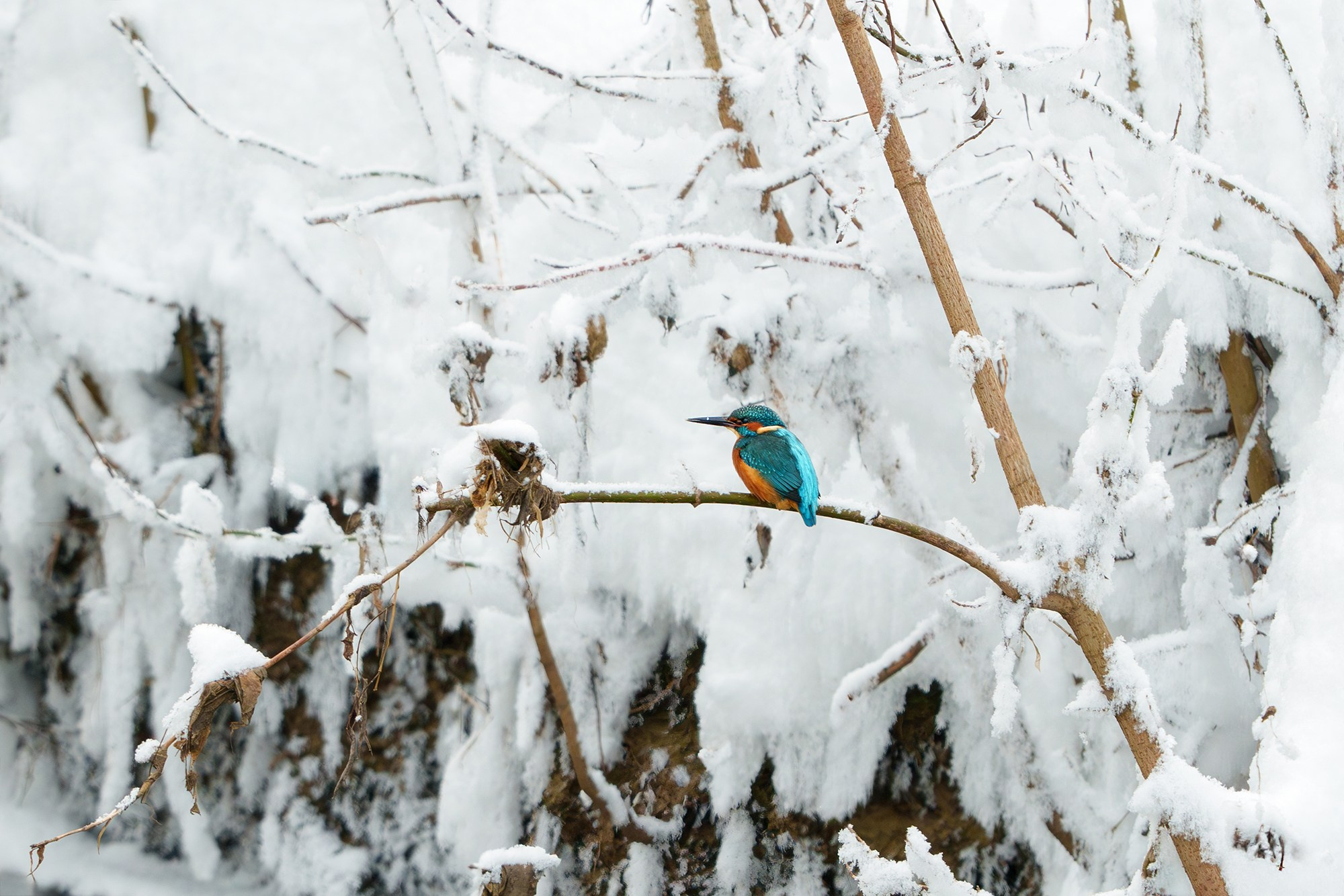 Удивительные мир птиц. Вокруг нас столько прекрасного — присмотритесь!. Ваш личный фотограф Марина Волкова