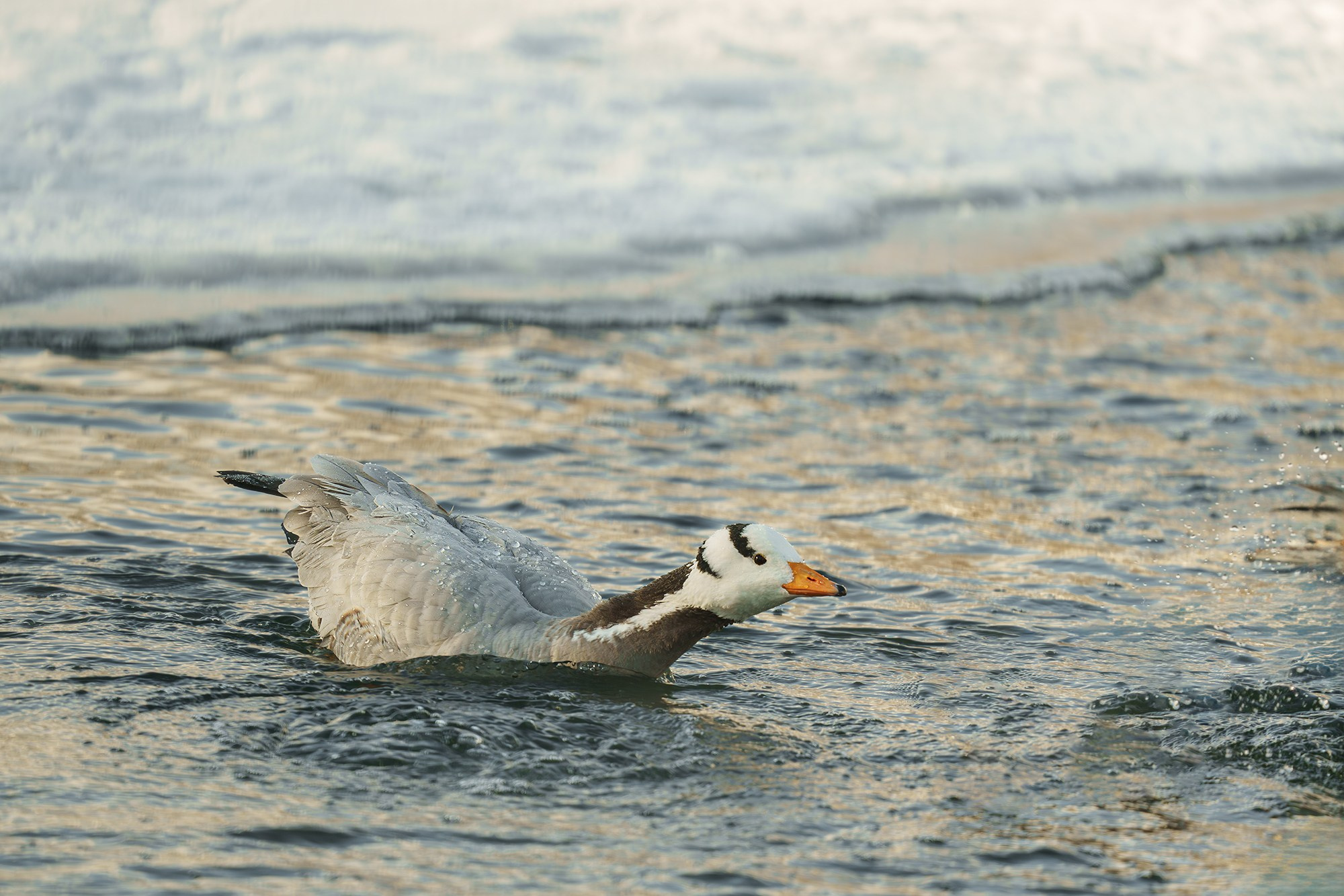 Удивительные мир птиц. Вокруг нас столько прекрасного — присмотритесь!. Ваш личный фотограф Марина Волкова