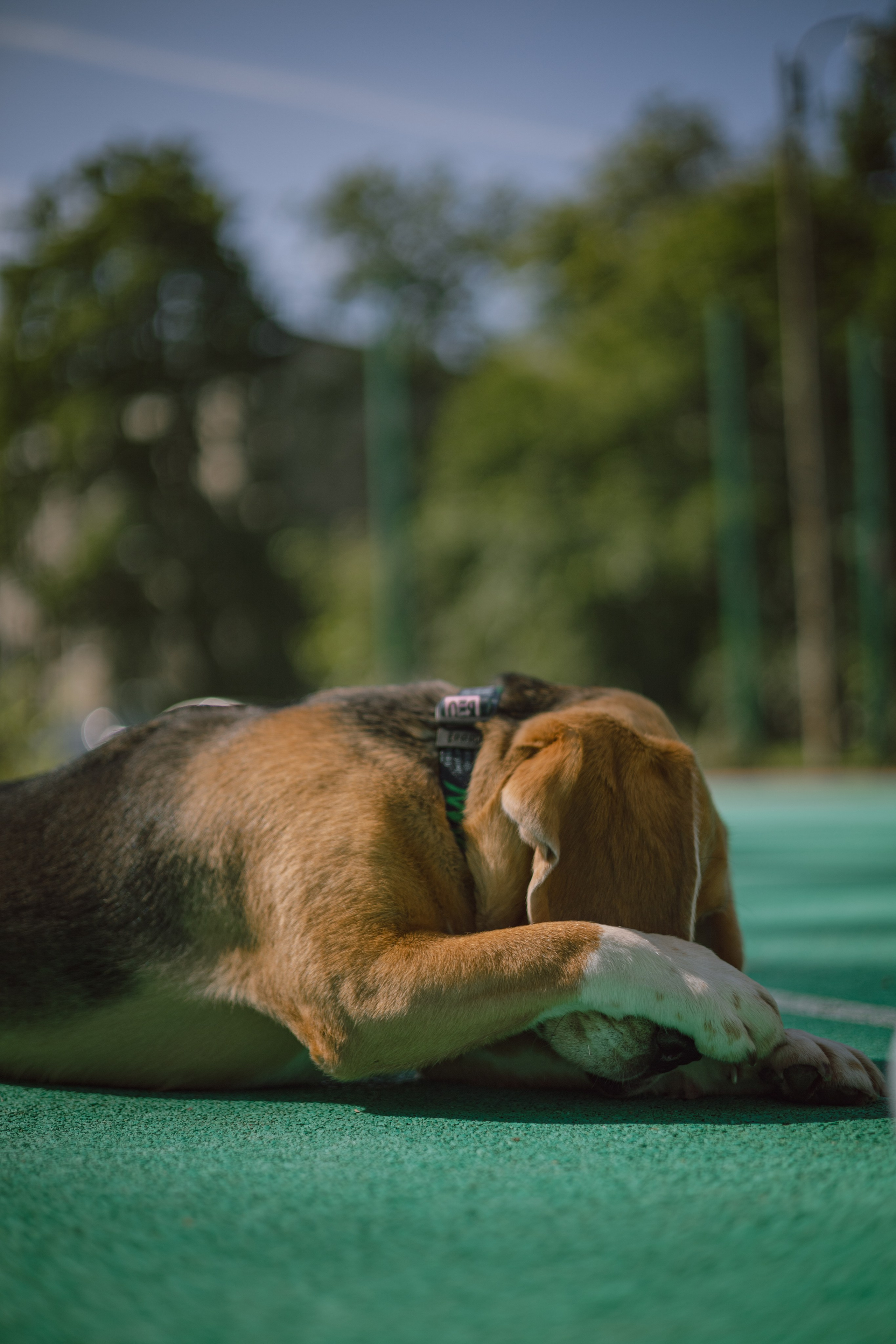 Оуджи и Катя. Фотограф — анималист •love-story•|Санкт-Петербург