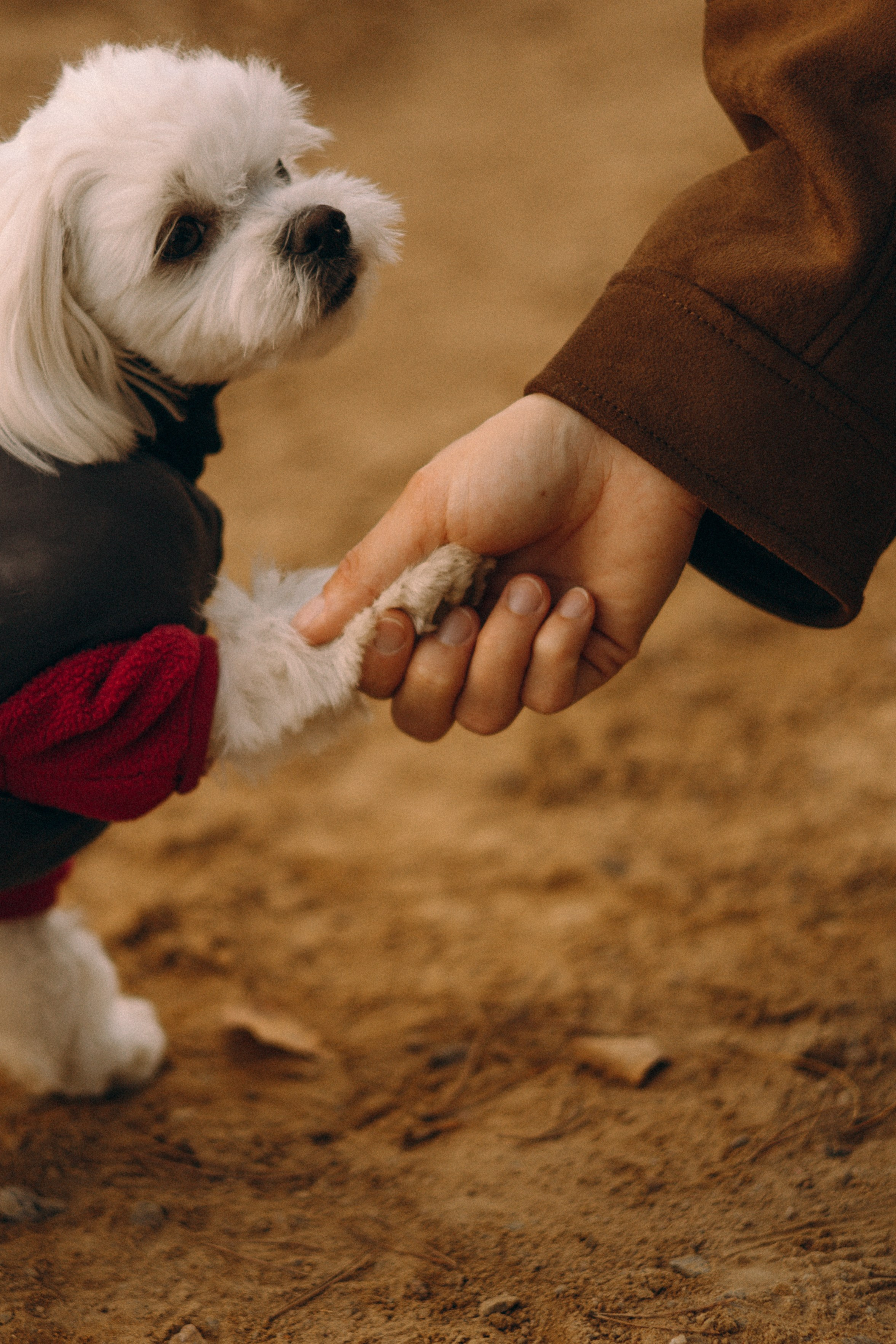 Любовь & Белла. Фотограф — анималист •love-story•|Санкт-Петербург