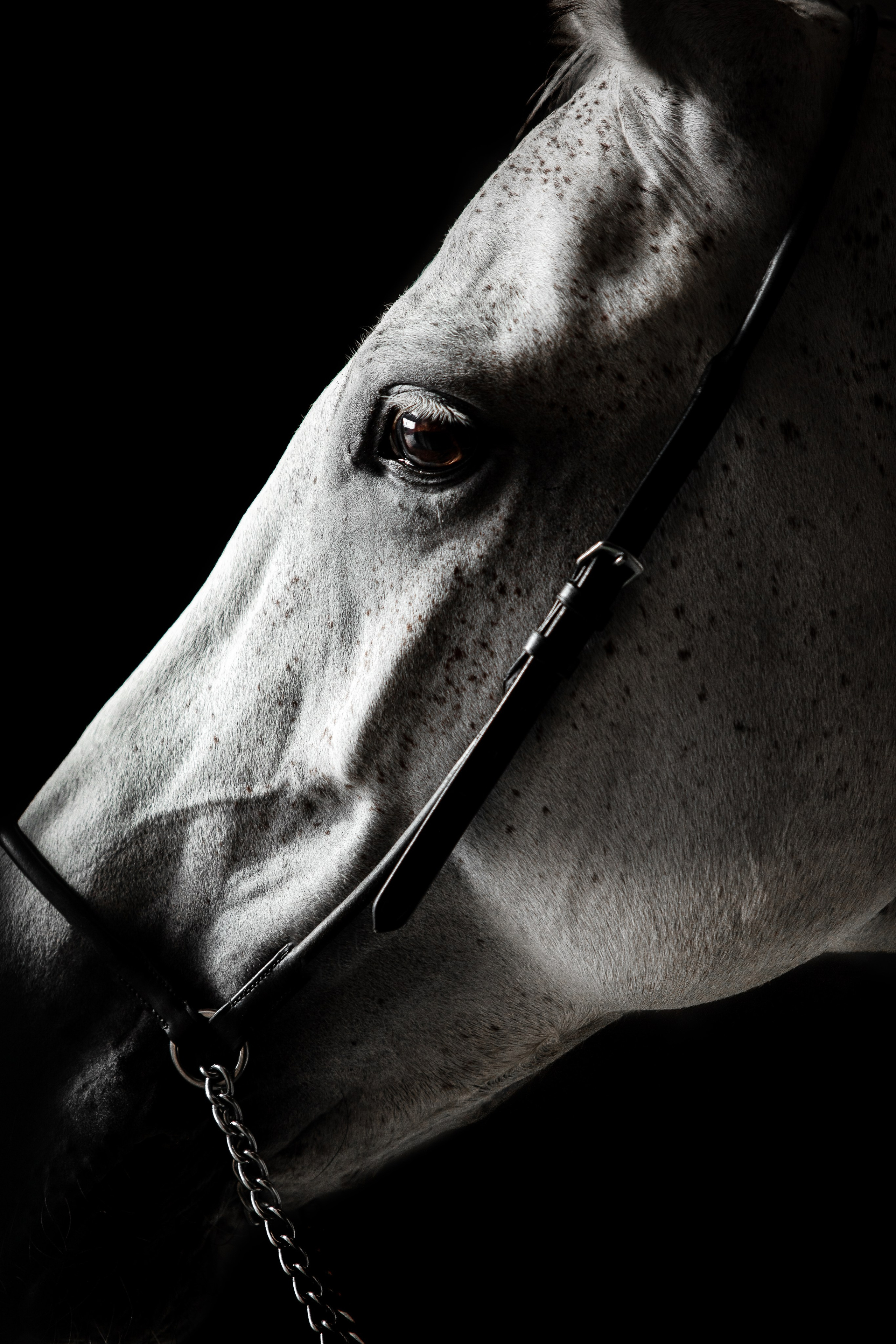 Конные портреты. Veronika Makeeva horse photo