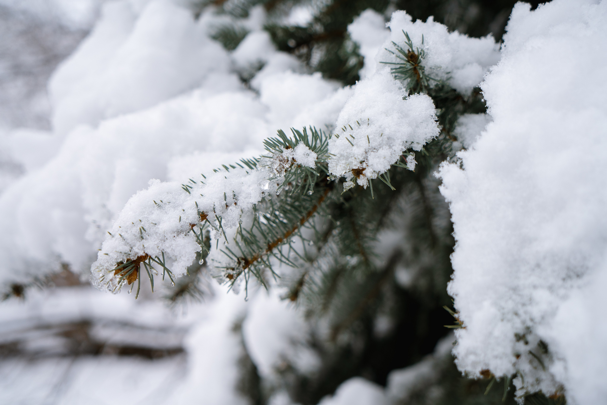 Зима 2024. Свадебный и семейный фотограф/видеограф в Краснодаре Наталья Осинская