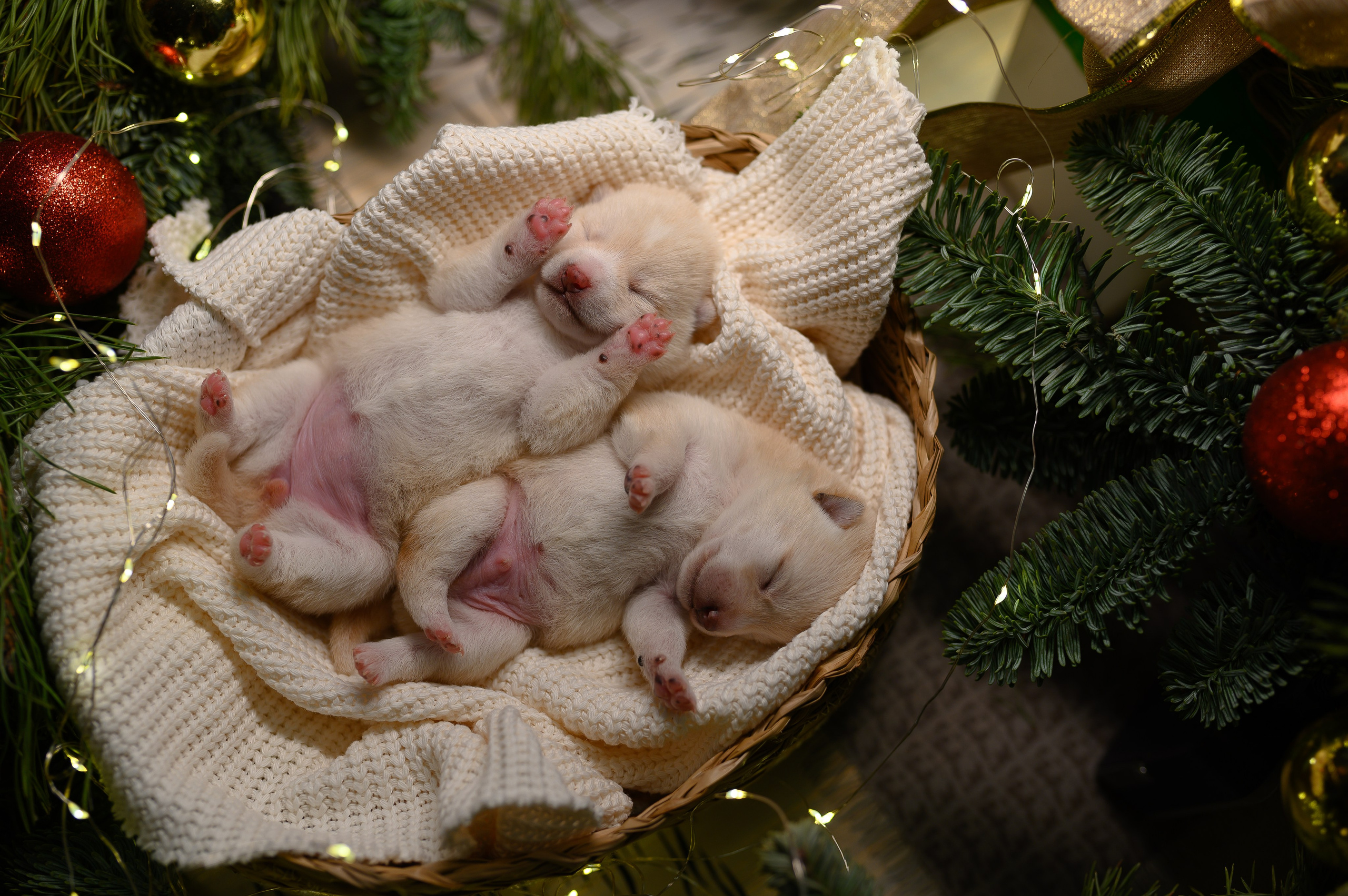 Мамесиба. Фотограф анималист в Москве Ольга Агушева