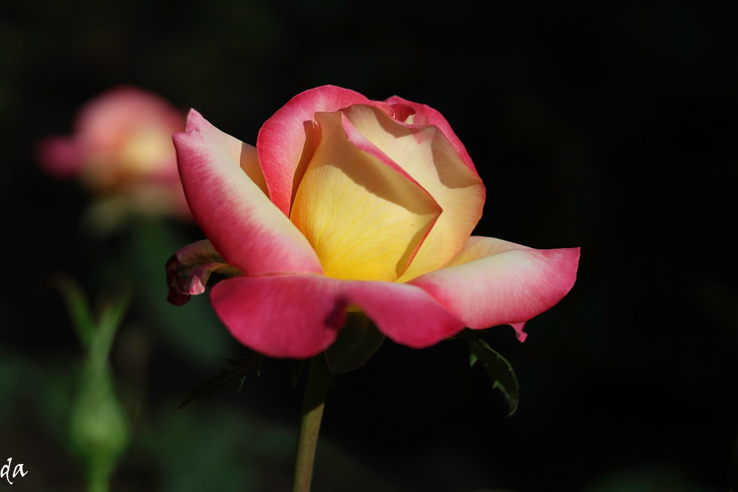 Цветочки-лепесточки. Фотограф Дмитрий Алексеев