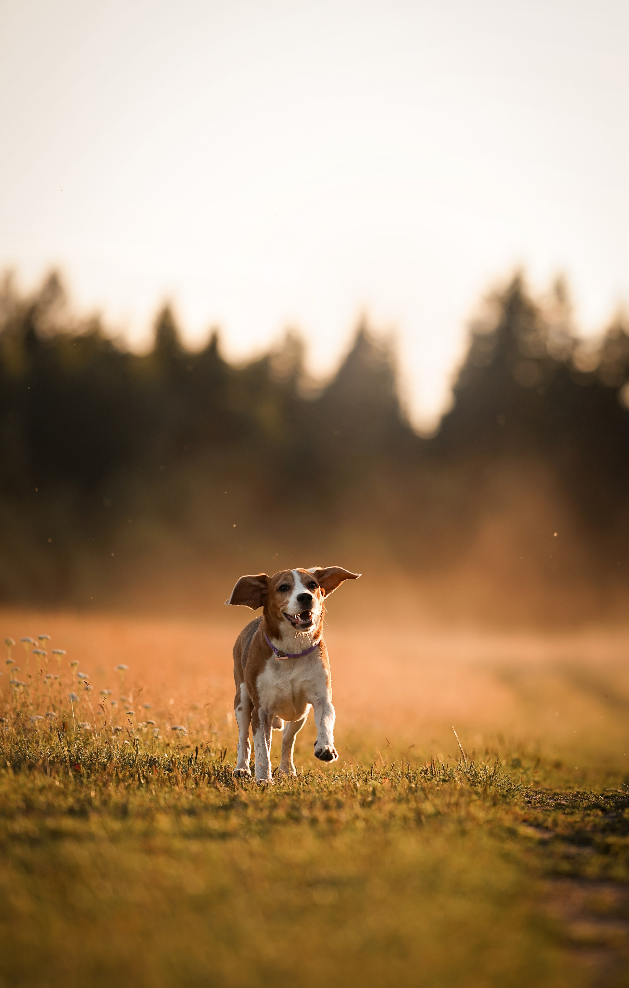 Лера Джон и Диамант. Фотограф-анималист в Санкт-Петербурге Яна Мартынова