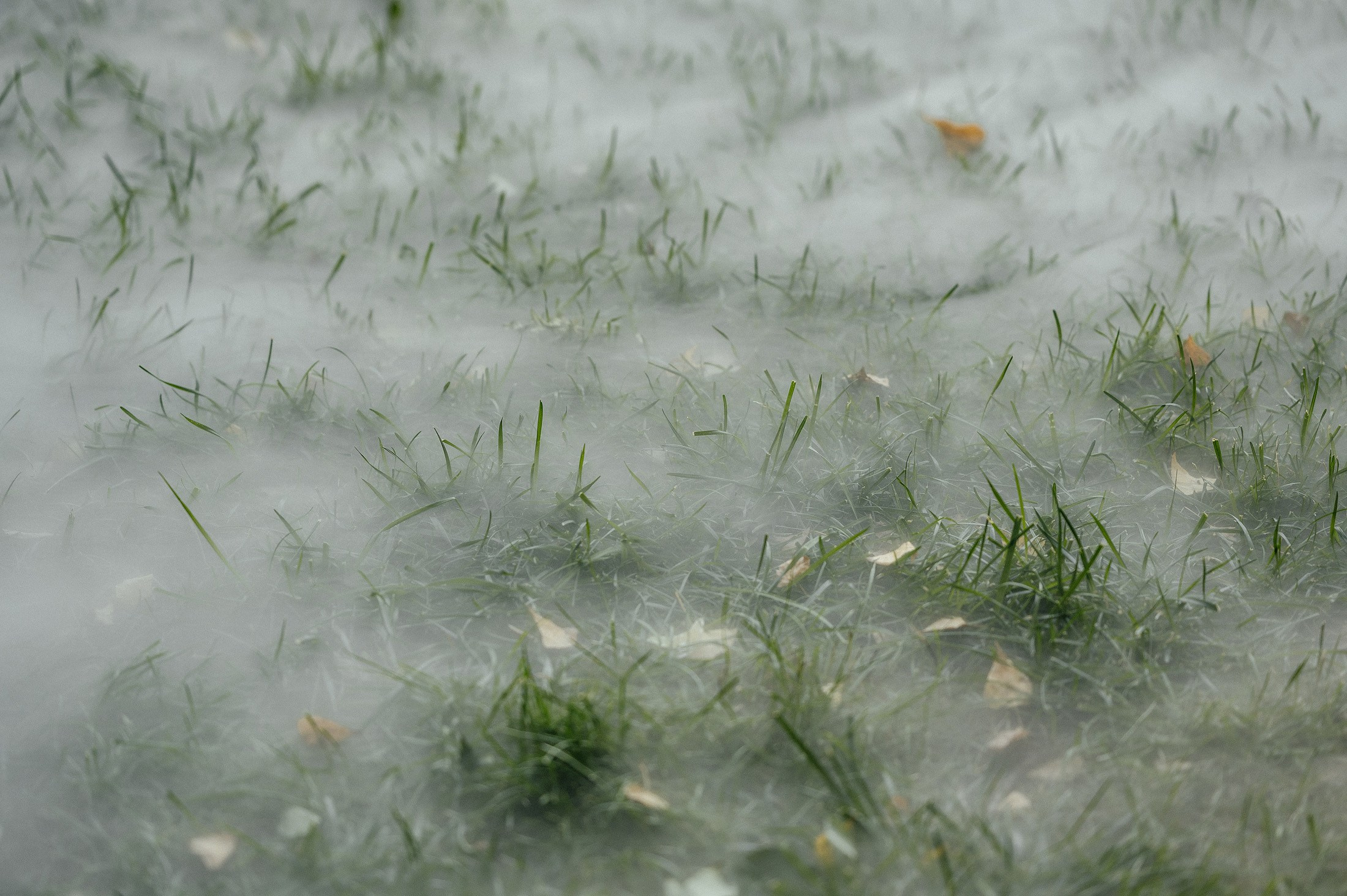 Гарик и Аня. Свадебный и семейный фотограф в Краснодаре Роман Моско