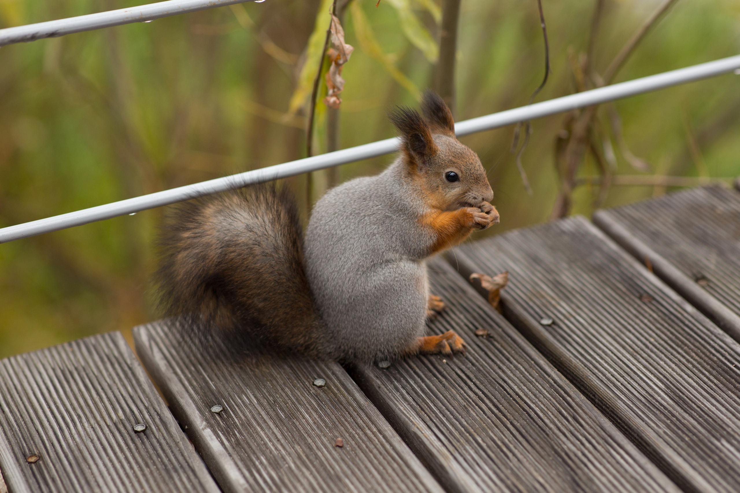 Сургут. Фотограф в г. Сургуте Марина Киприна