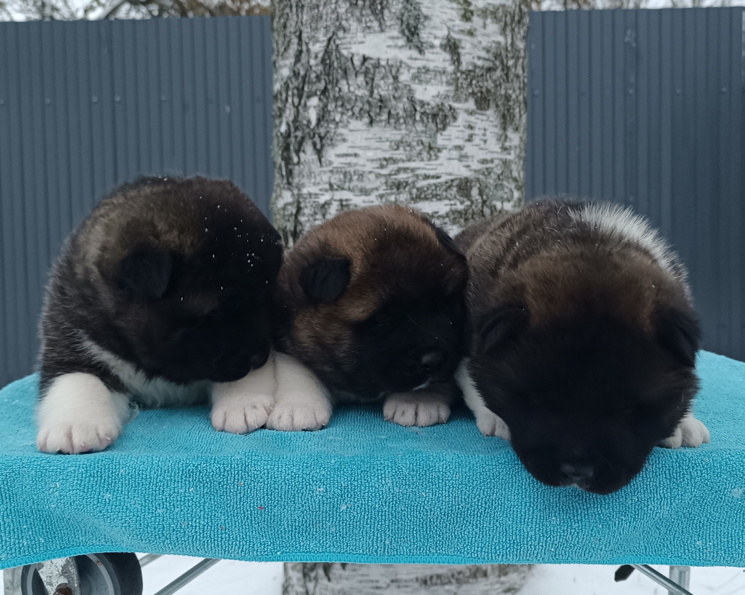 Американская акита  щенки питомник Санкт-Петербург клубные щенки Американская акита питомник RUBYLIGHT Рубилайт купить щенка американской акиты