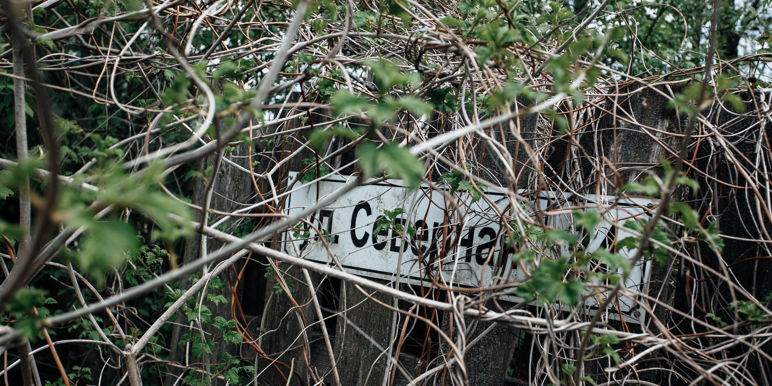 Свадьба в Смоленске. Свадебный фотограф Вашкевич Денис