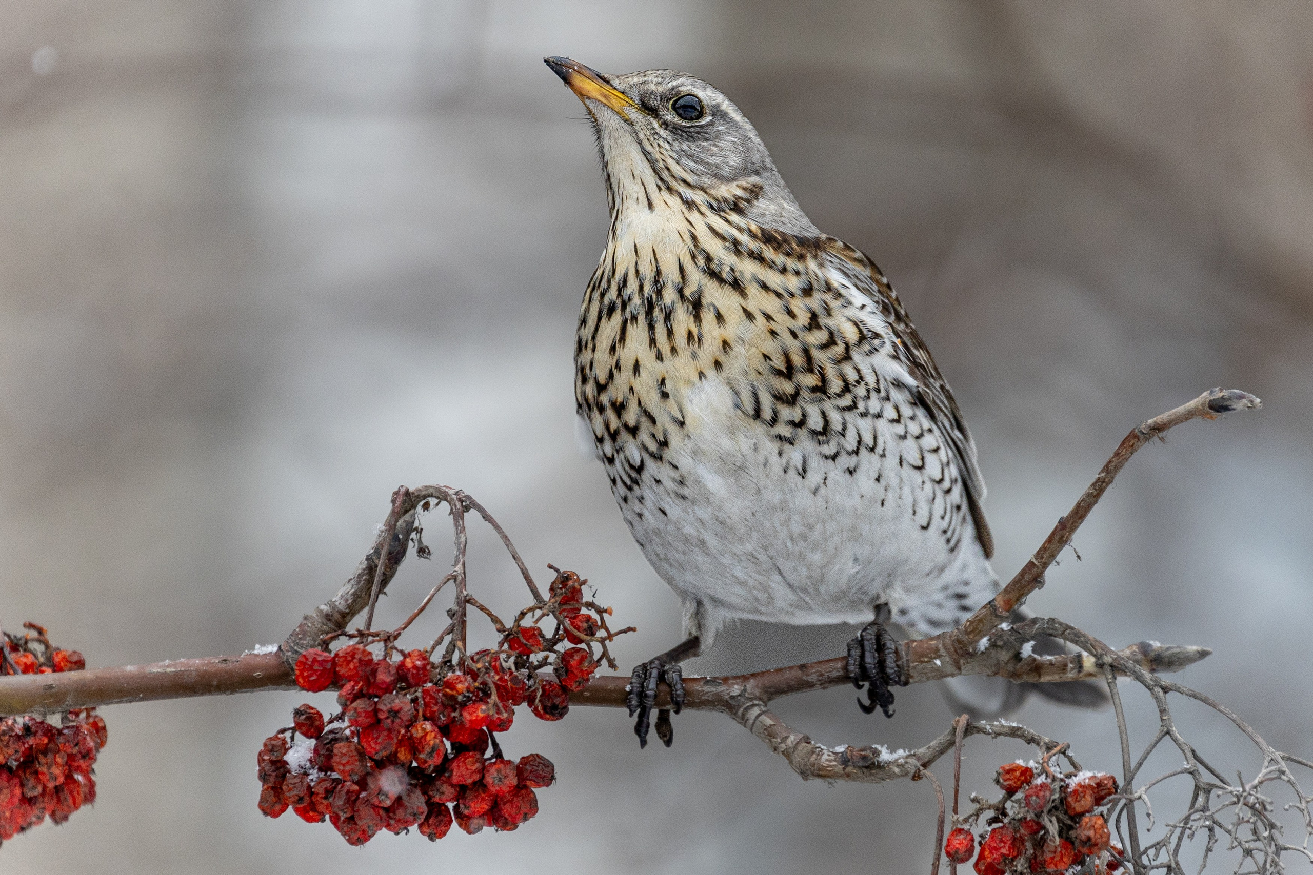 СТРИТ И ПРИРОДА. Репортажный фотограф Наталья Лапцевич