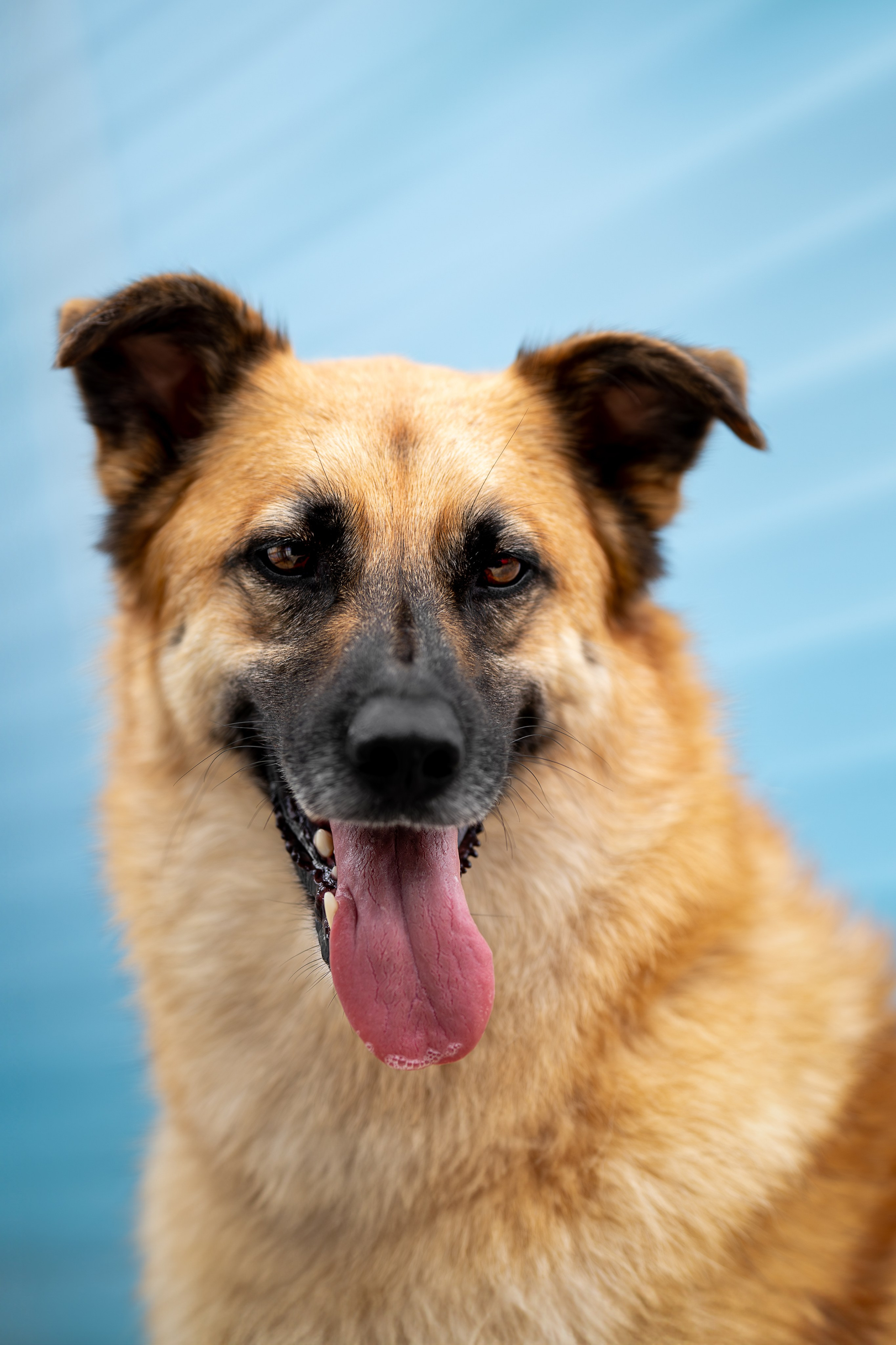 Мини-приют «Возрождение». Ирина Голомб|Фотограф-анималист в  Сочи и Калининграде