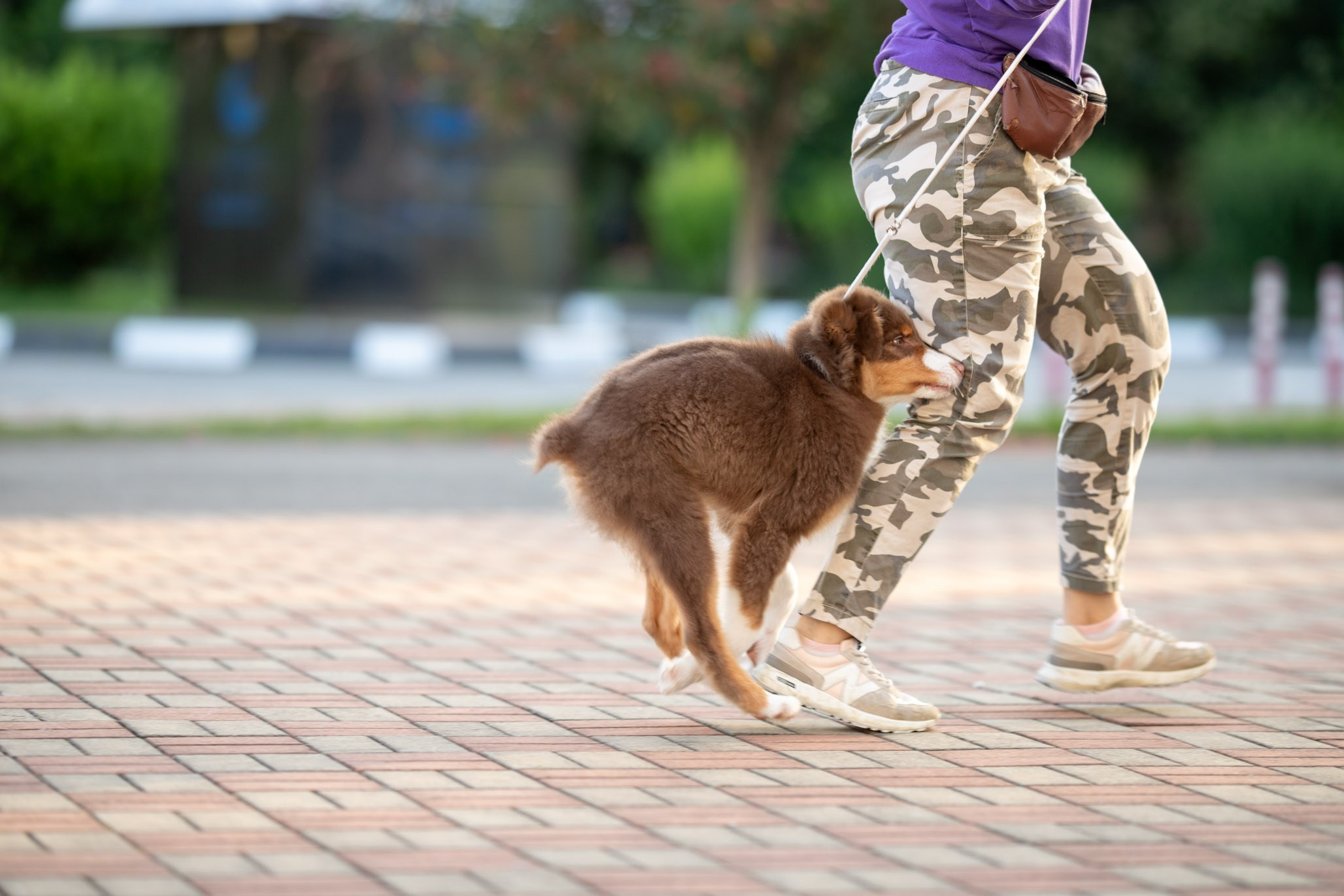 Чакки, Австралийская Овчарка. Ирина Голомб|Фотограф-анималист в  Сочи и Калининграде